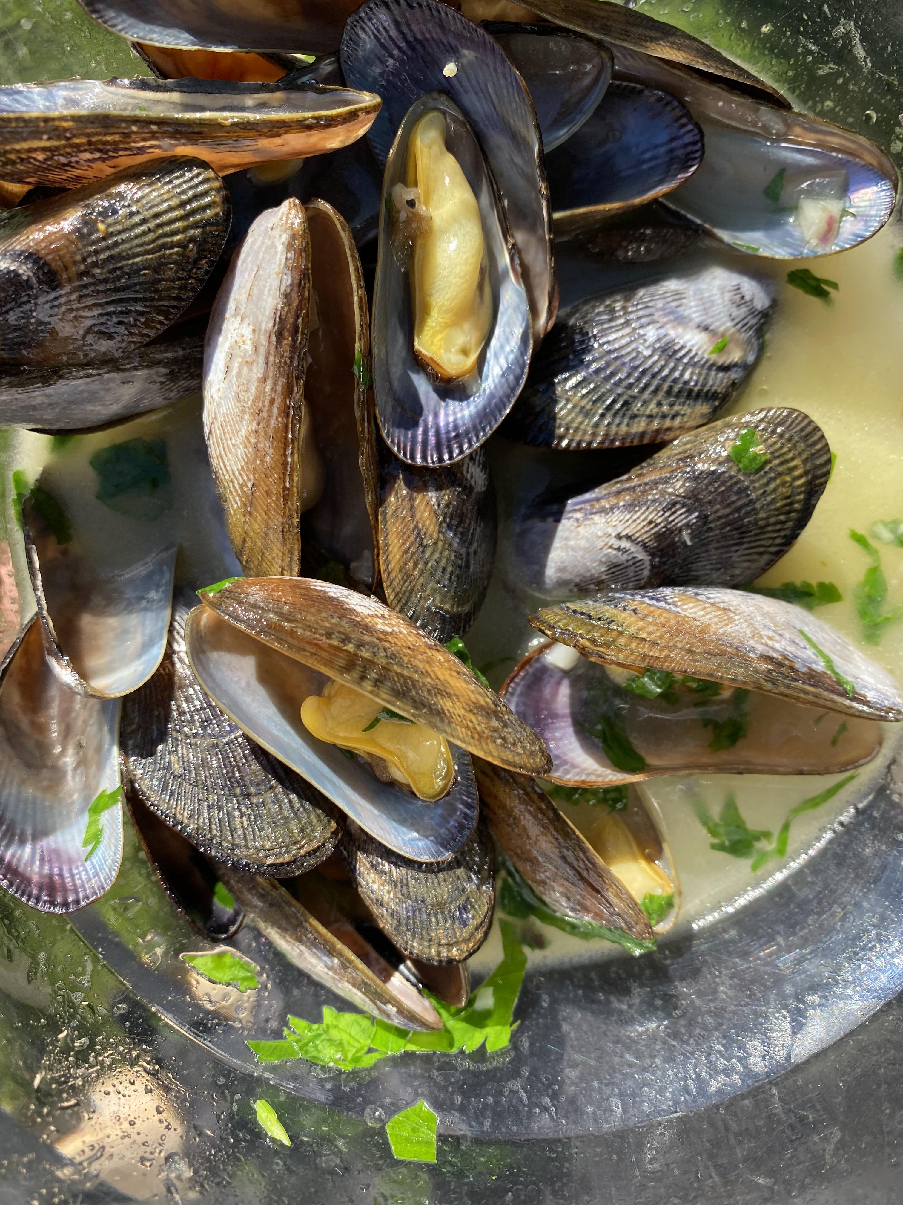 [homemade] fresh caught mussels r/food