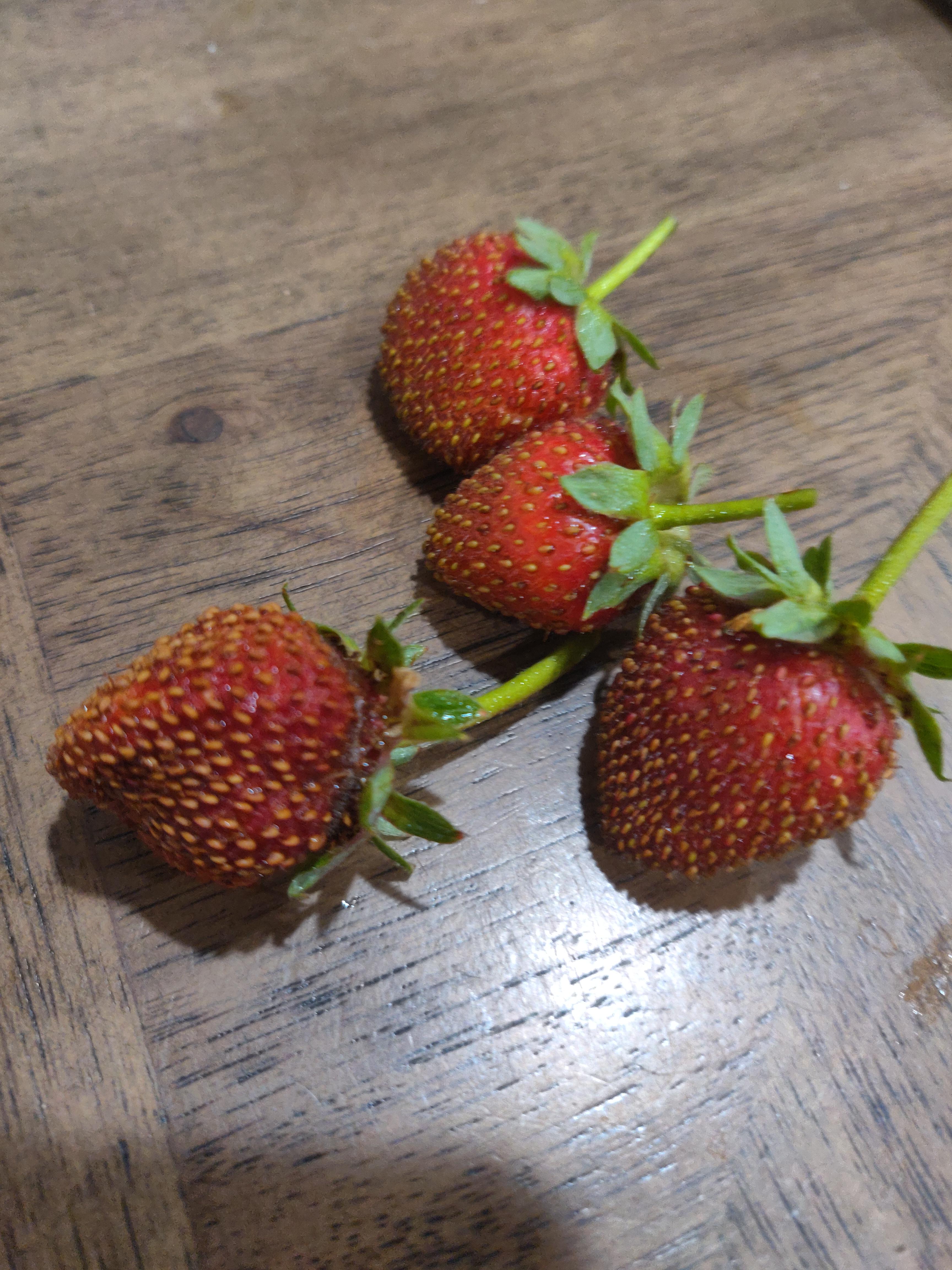 what does it mean if strawberries turn out very small and seedy? r