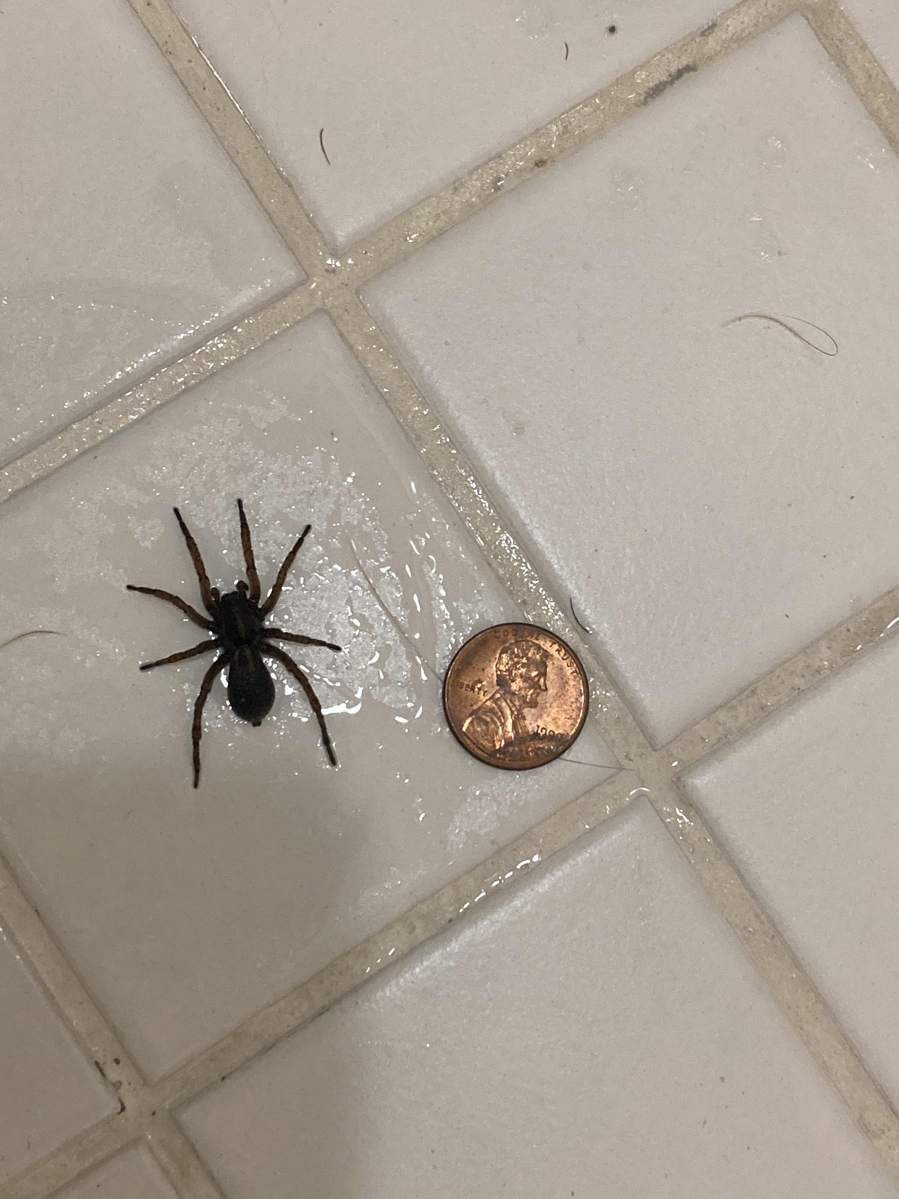 Do Spiders Live In Shower Drains at Timothy Cota blog