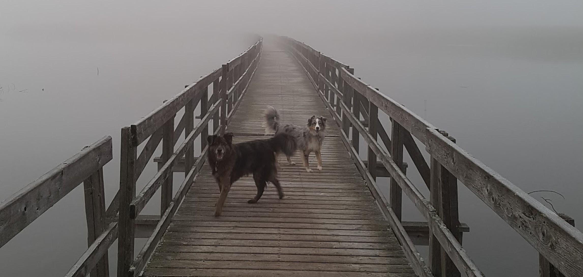 The trouble with getting two dogs to look at the camera! r
