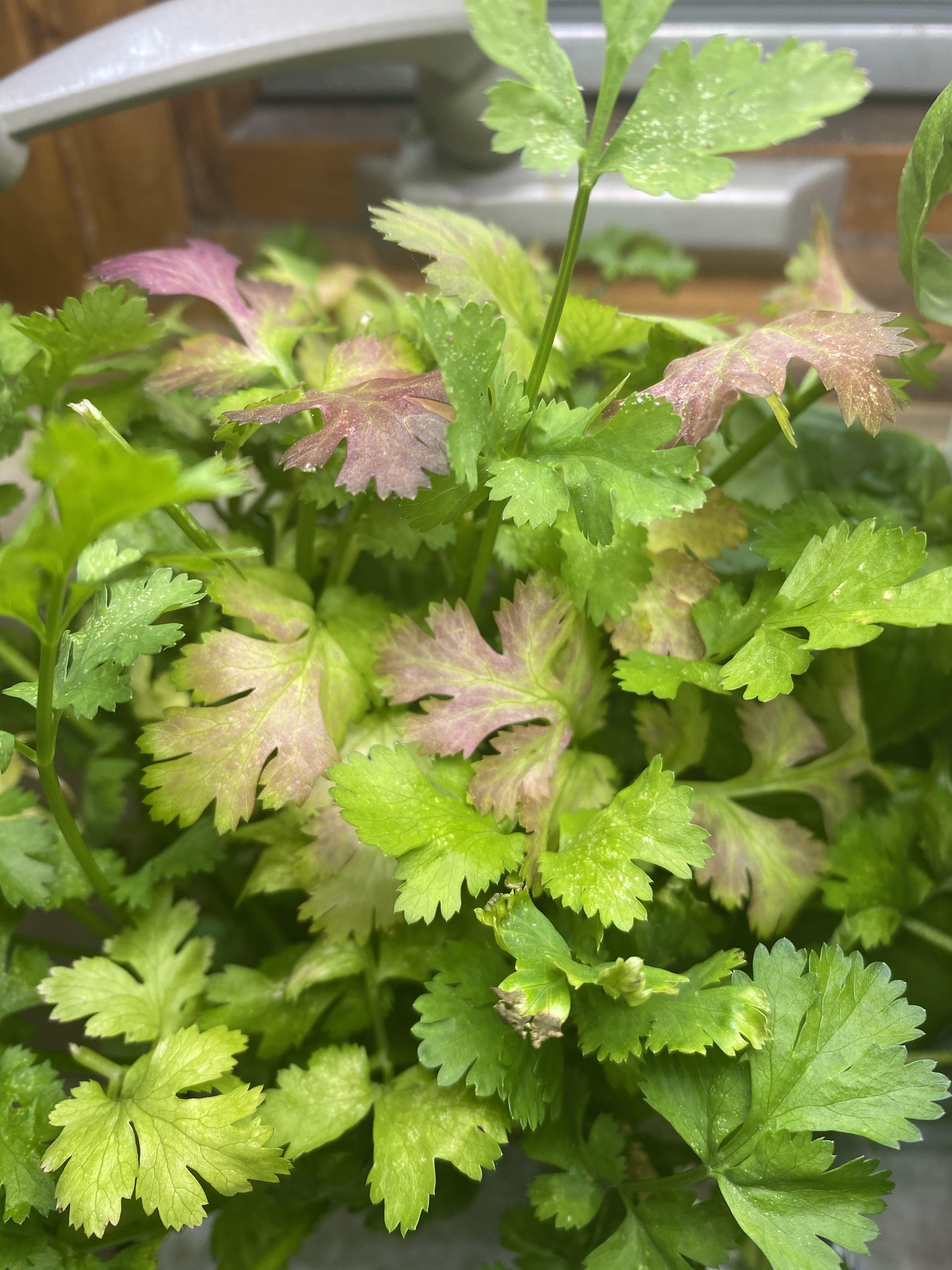 Cilantro leaves turning purple. Is it about to flower? Any way to stop