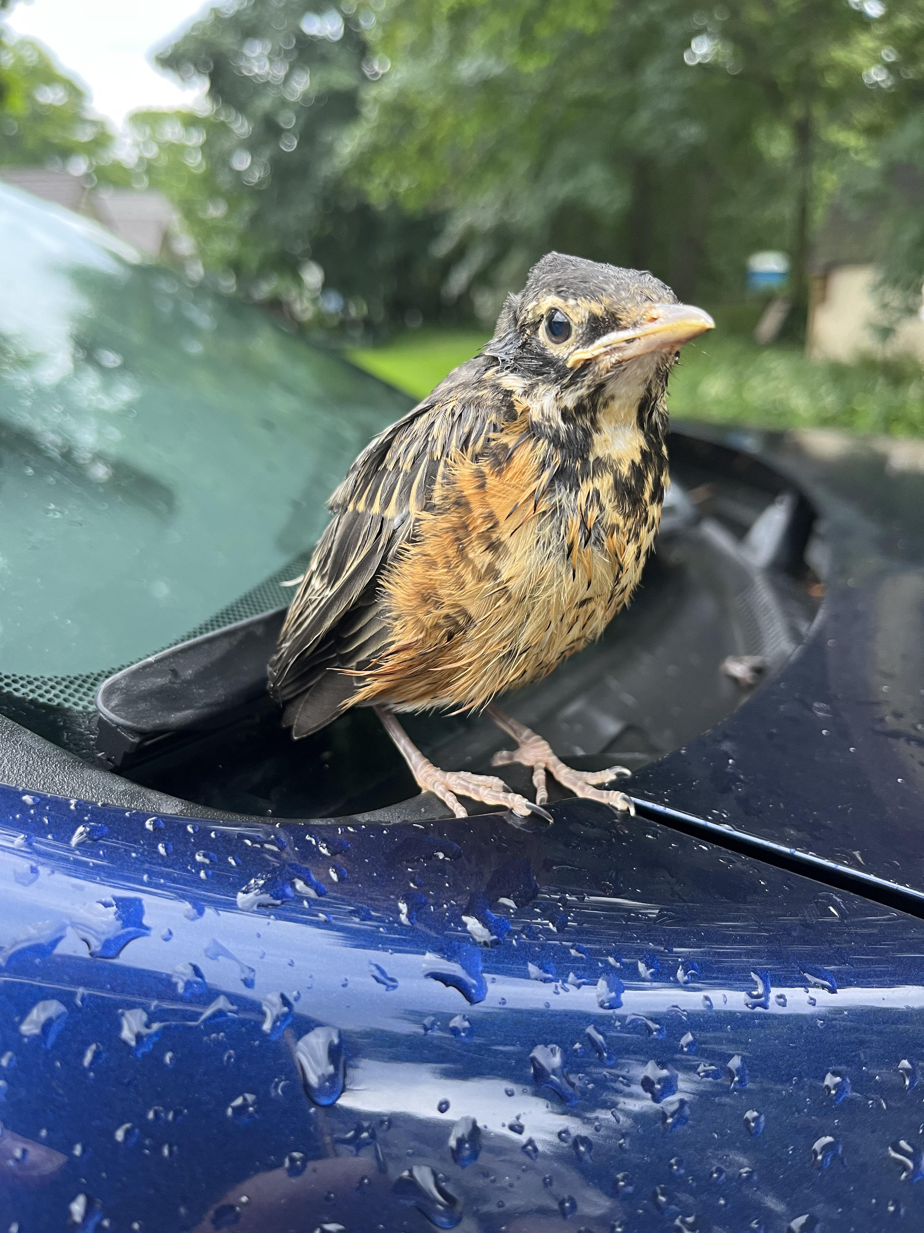 This bird is just sitting on my car? Won’t fly away when I approach