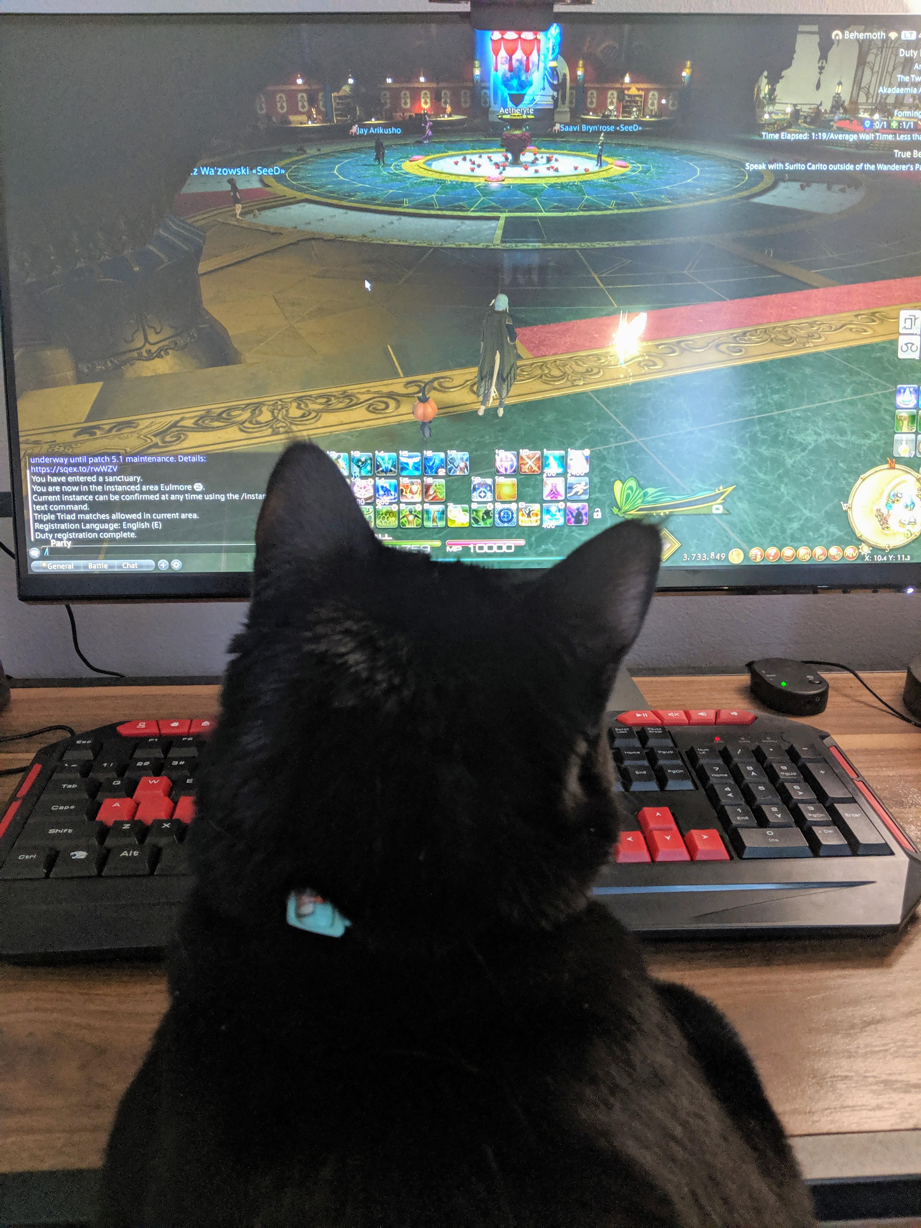 My Cat Likes To Sit On My Lap