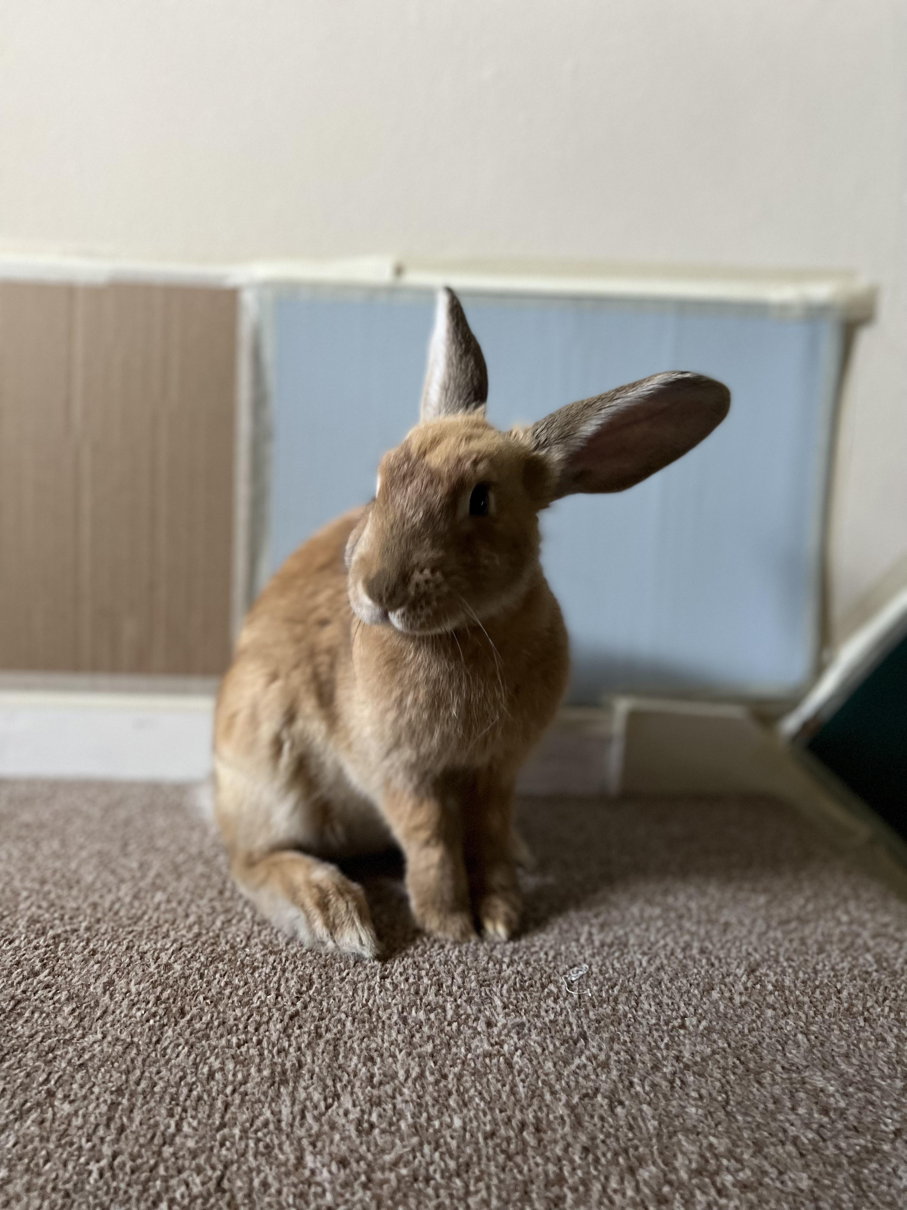 Freya is approaching 6 months and it’s time to get her spayed. But SO