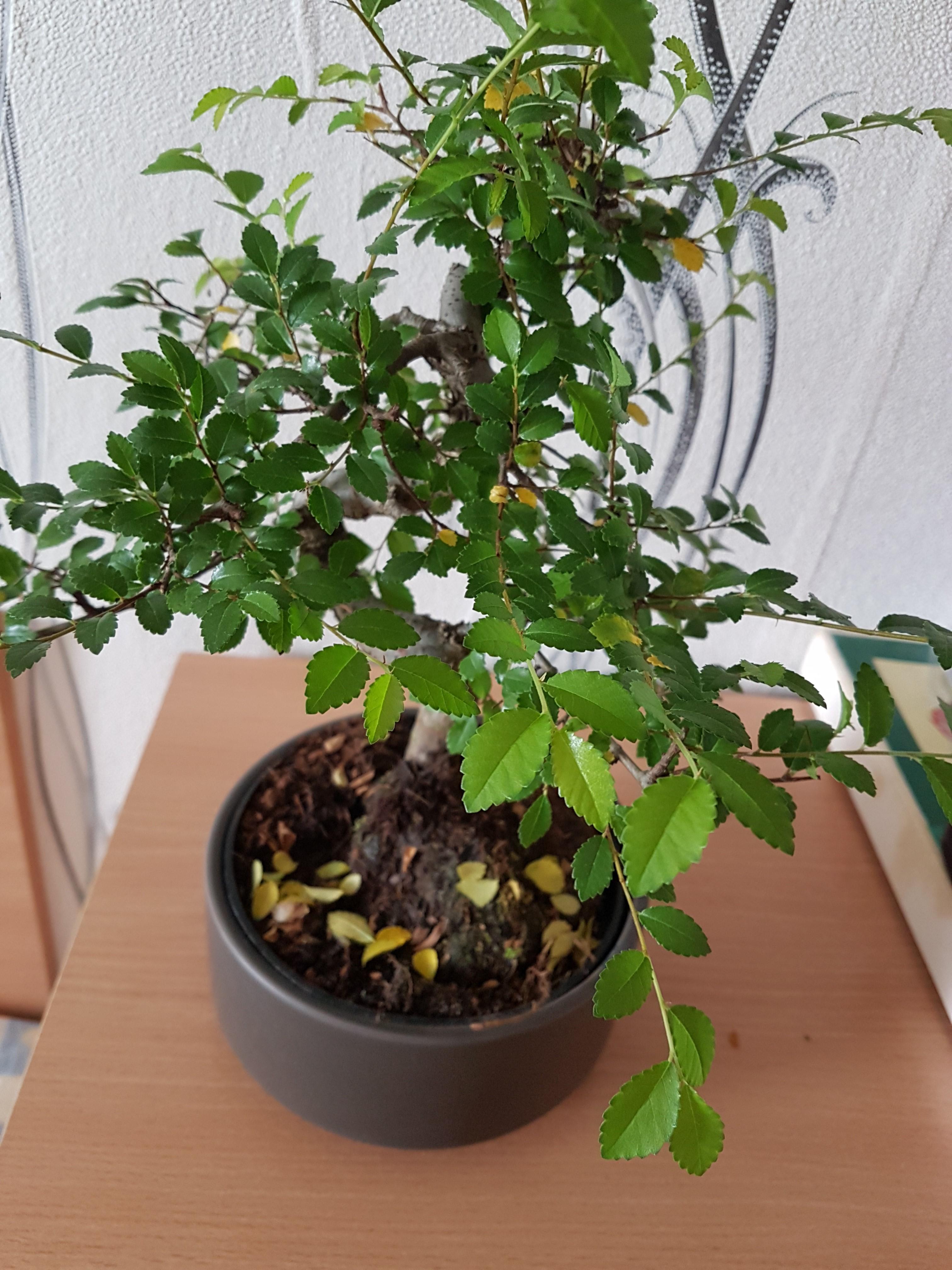I received my first bonsai tree as a gift a few days ago, sadly I don't