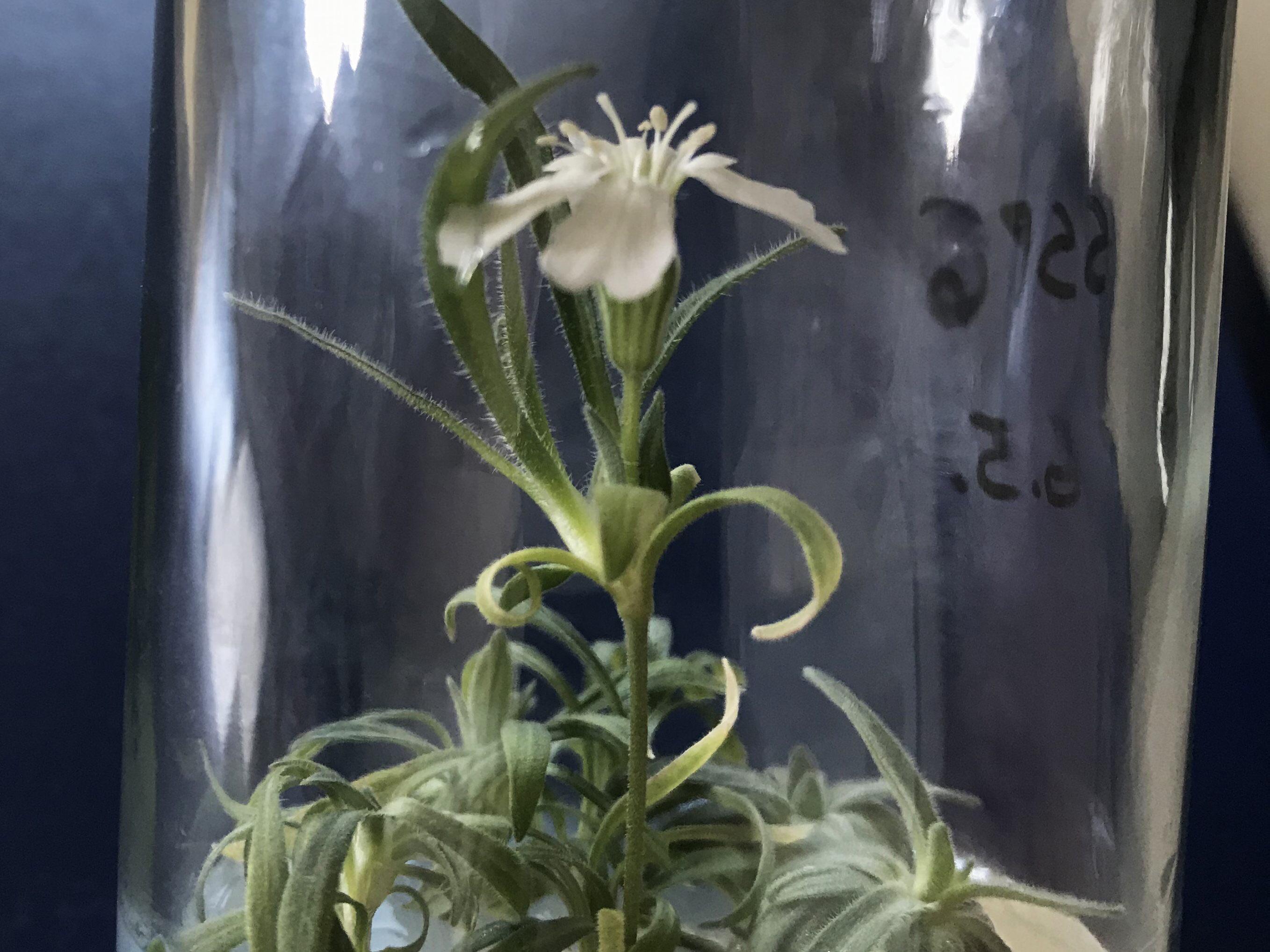 Scientists have managed to revive a plant from the Pleistocene in their