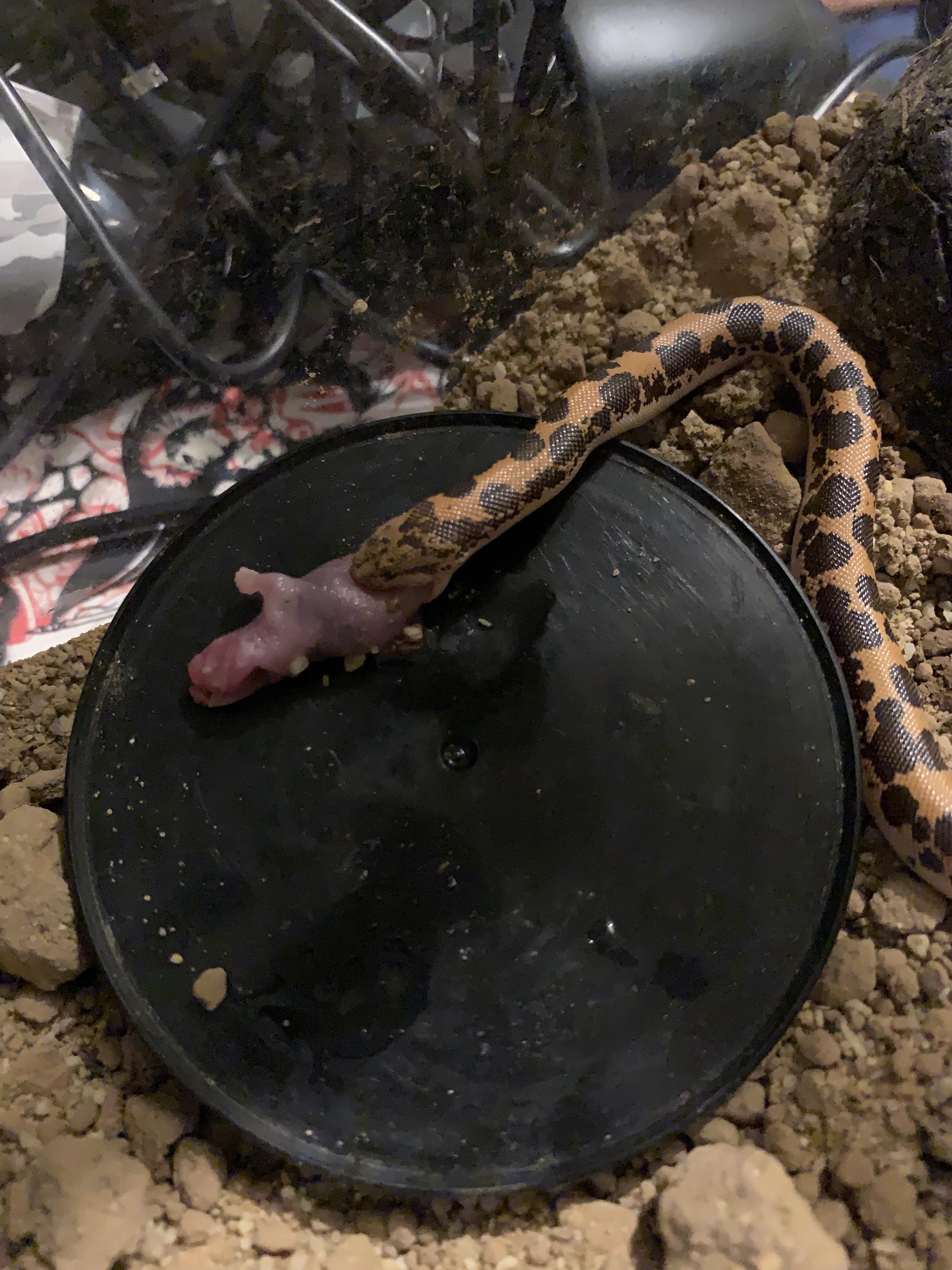 Baby sand boa ‘feeding’ for the first time. At least you tried, pal