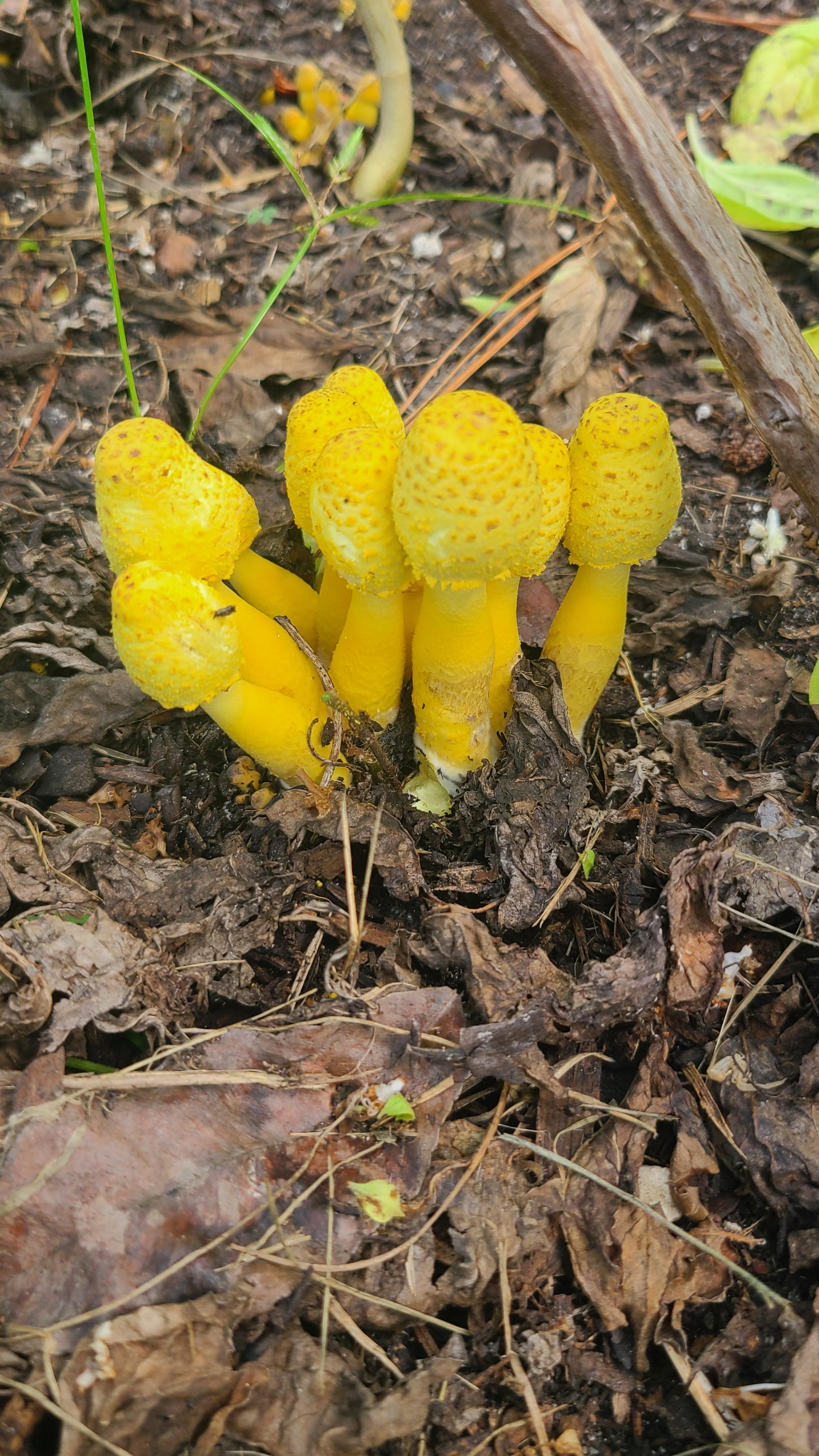 Was wondering if this is an edible mushroom, found a few bunches like this growing in my garden