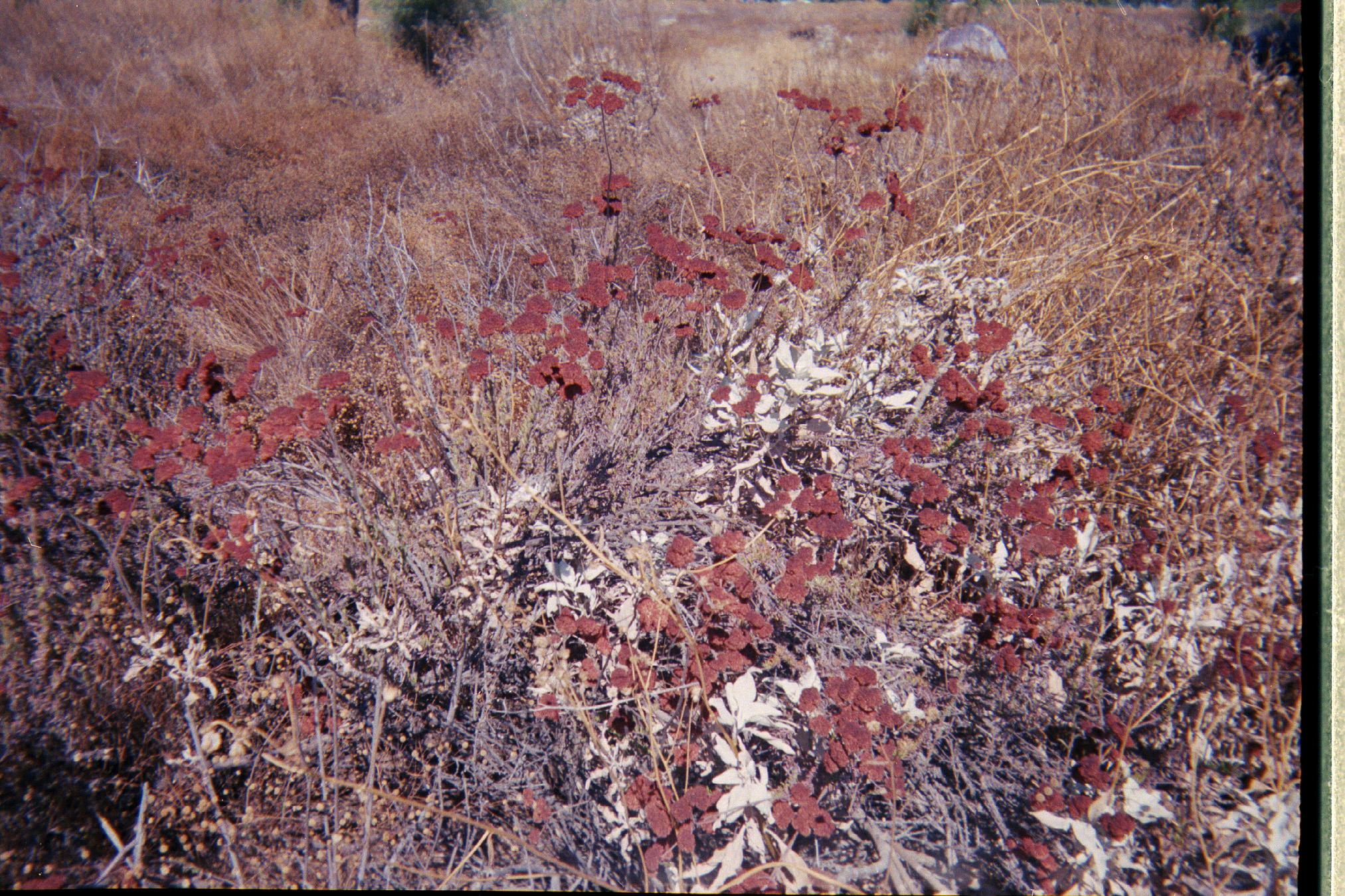 Desert plants (Lake Perris, CA) r/infp