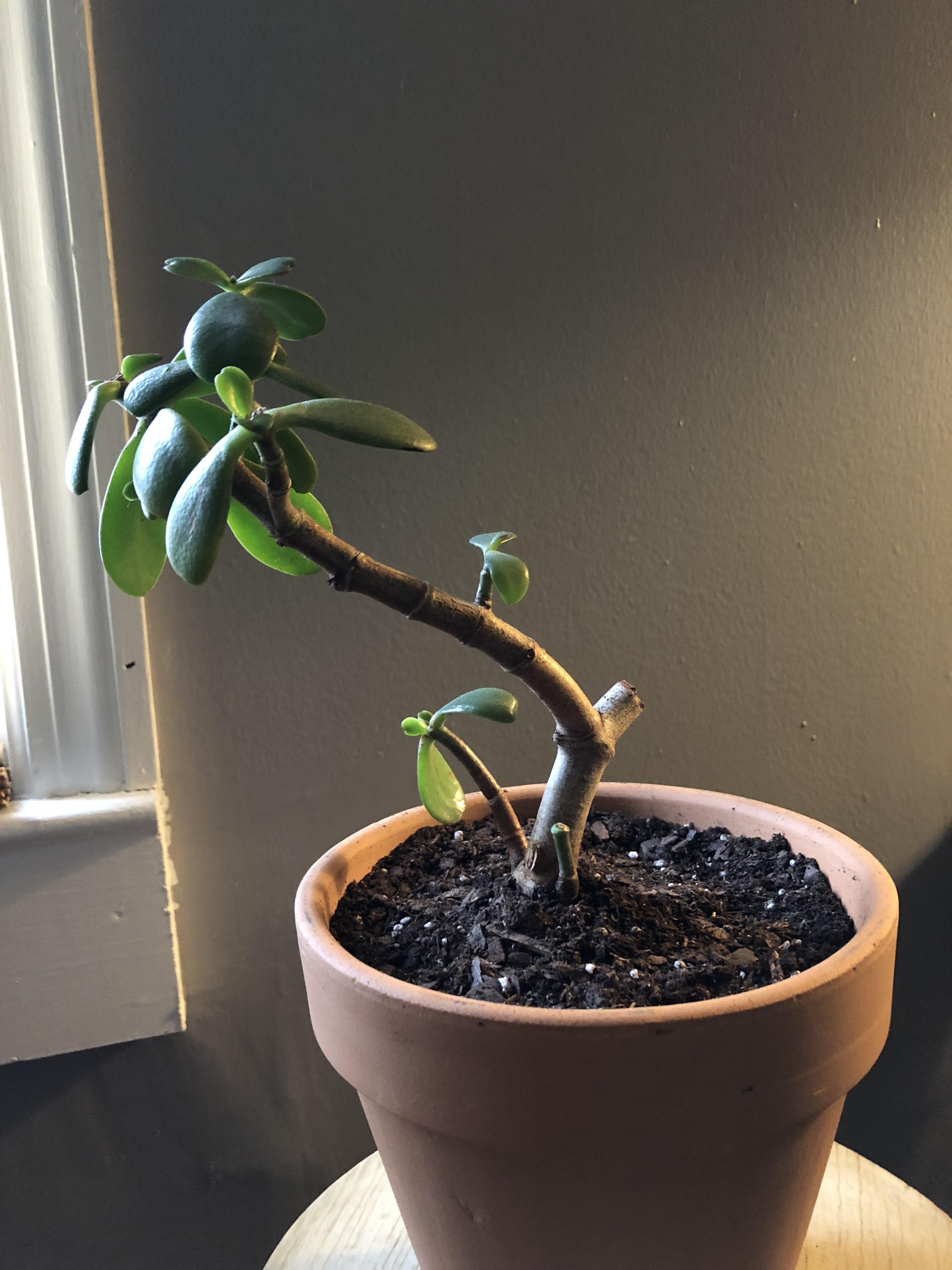 Any advice for my jade plant? It was just repotted and it lives in a