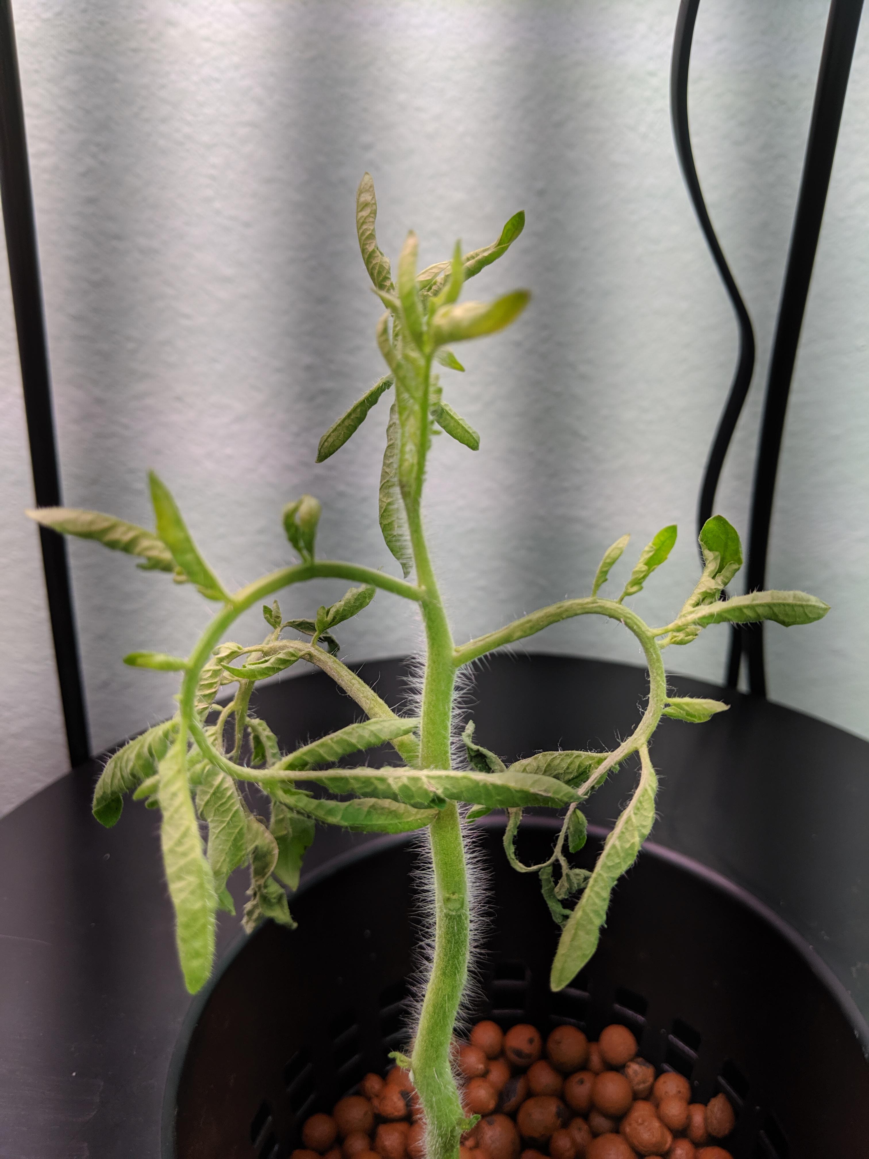 Help! What's killing my tomatoes? r/hydro