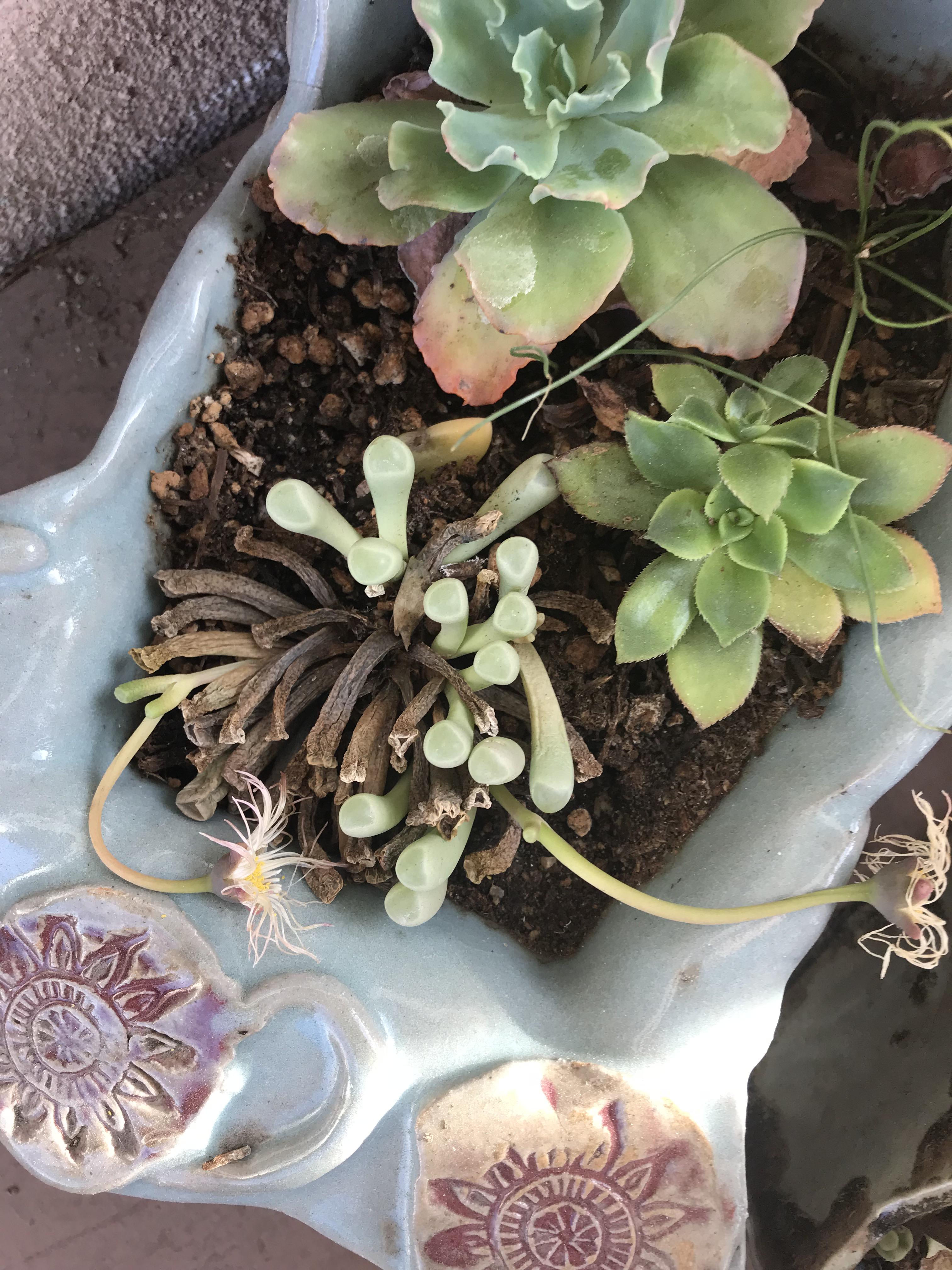 What’s happening? Is this root rot? succulents