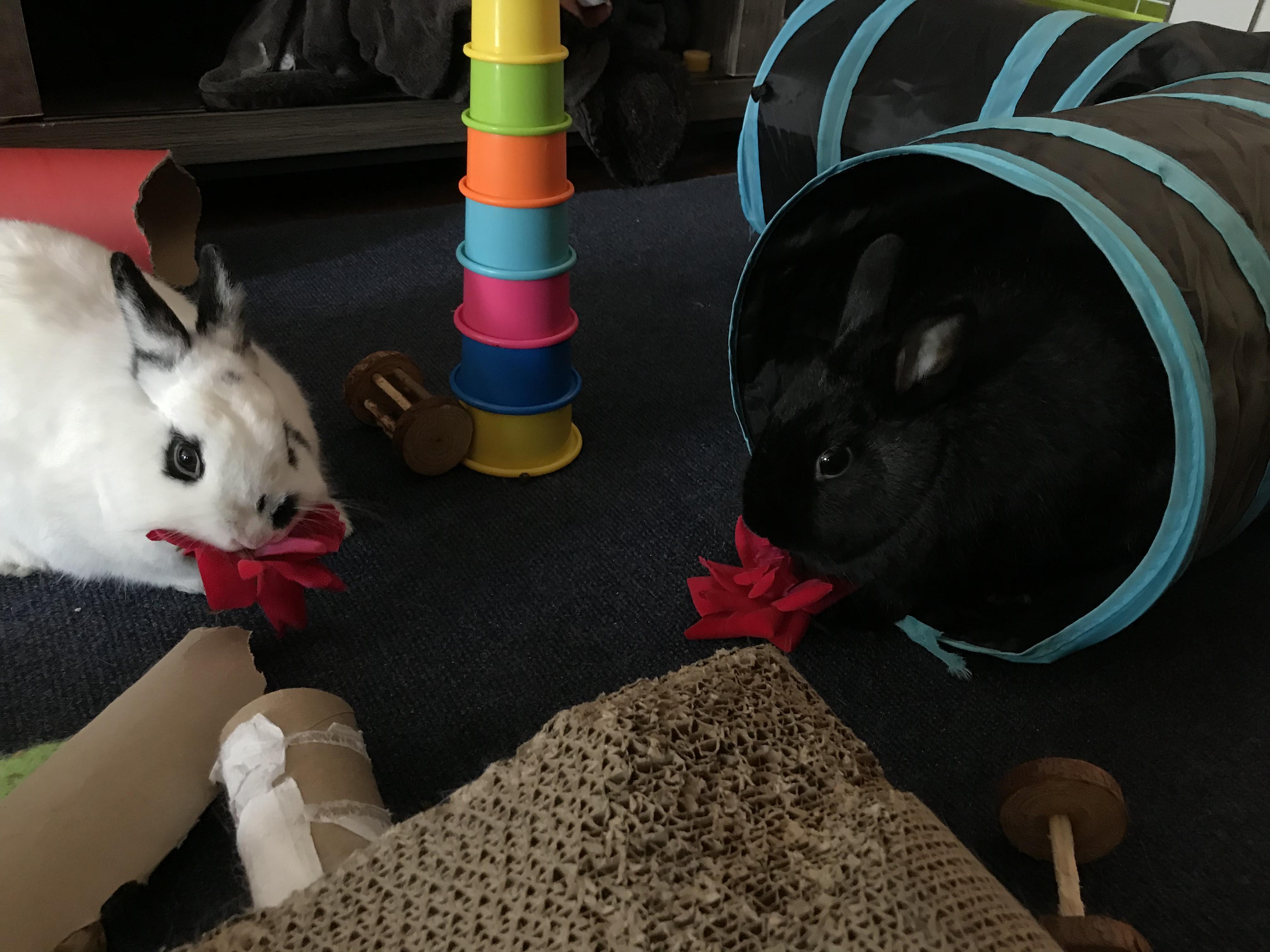 My bunnies eating fresh roses from the yard! r/aww