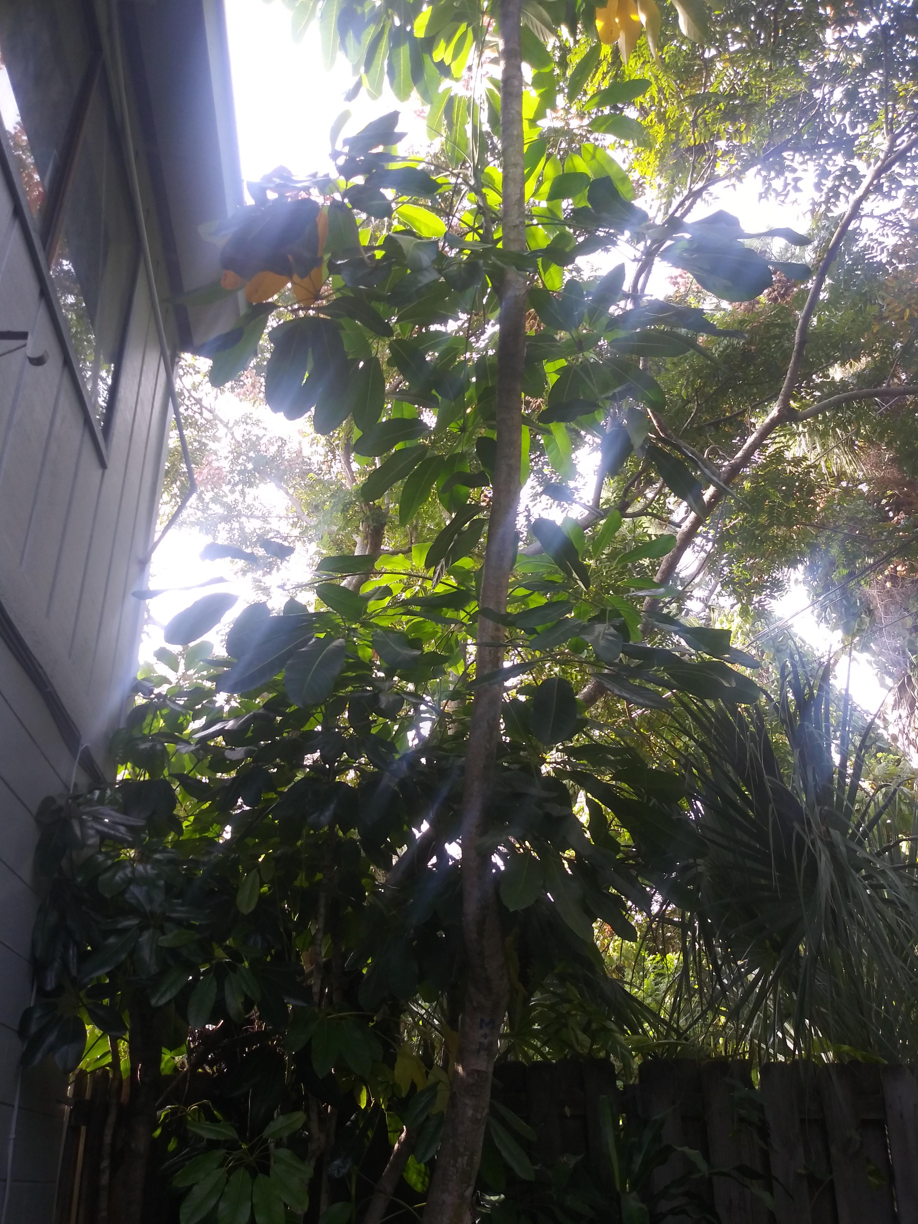I have this beautiful tropical looking tree on my back patio. Can