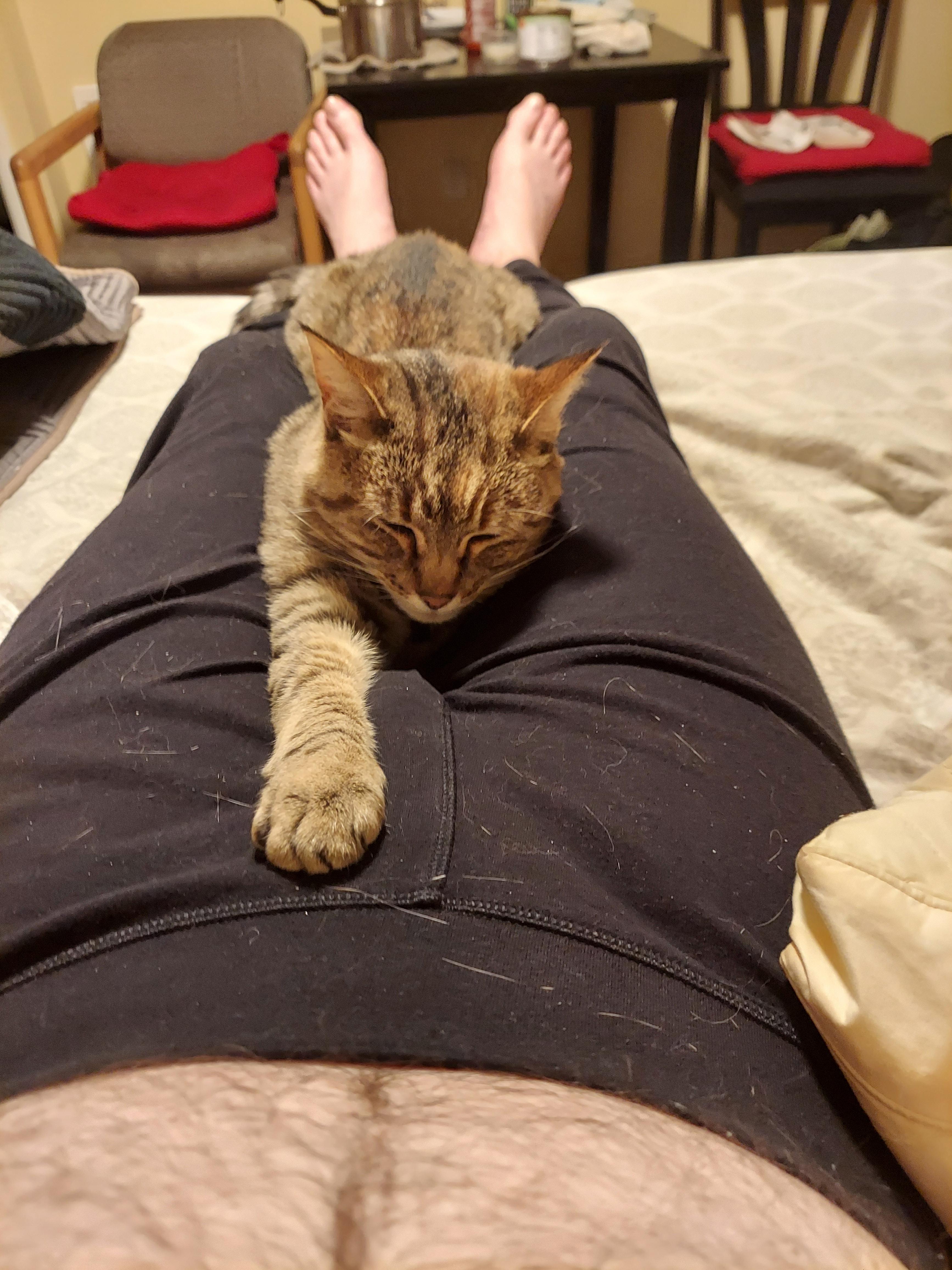 Supreme cat chastity belt. r/cats