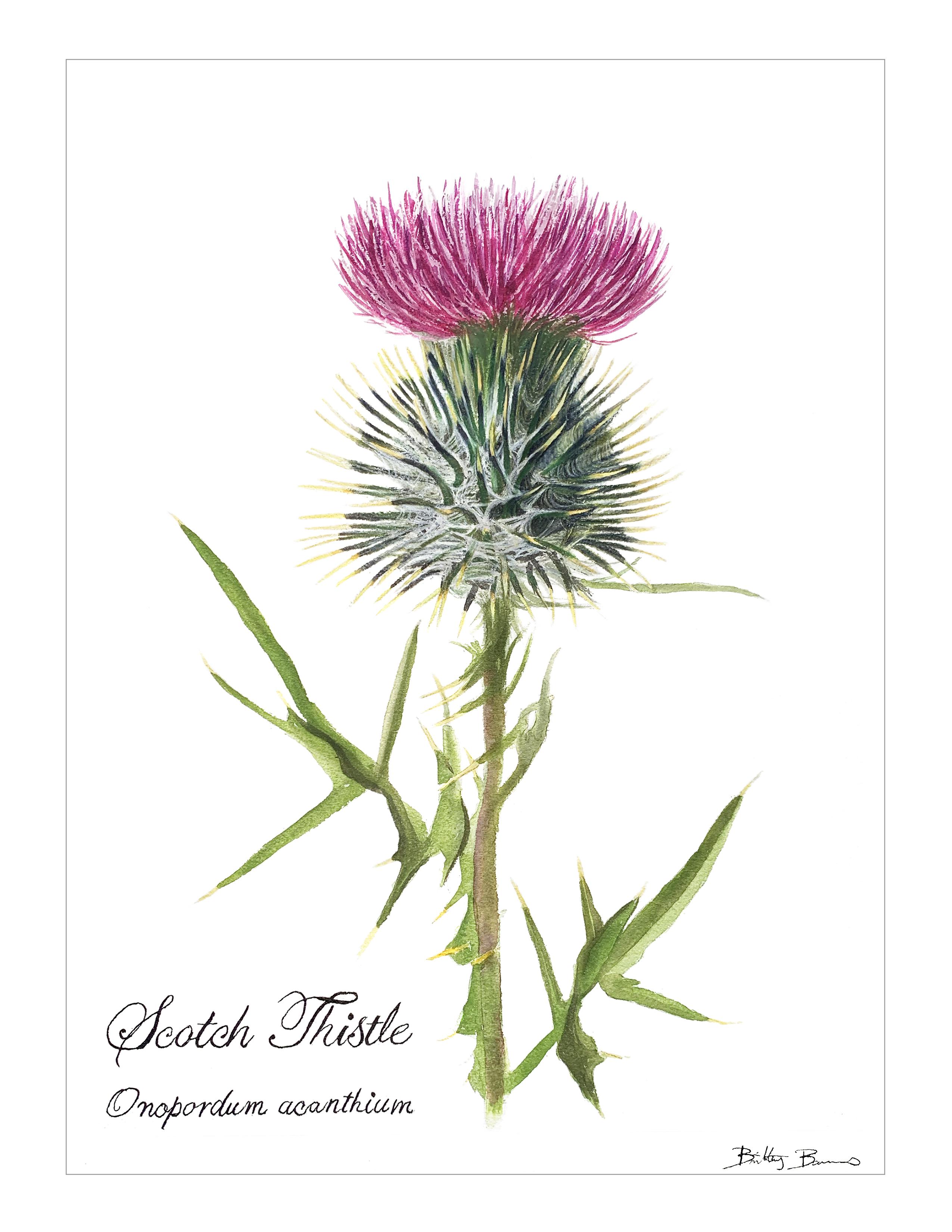 Scottish Thistle Painting