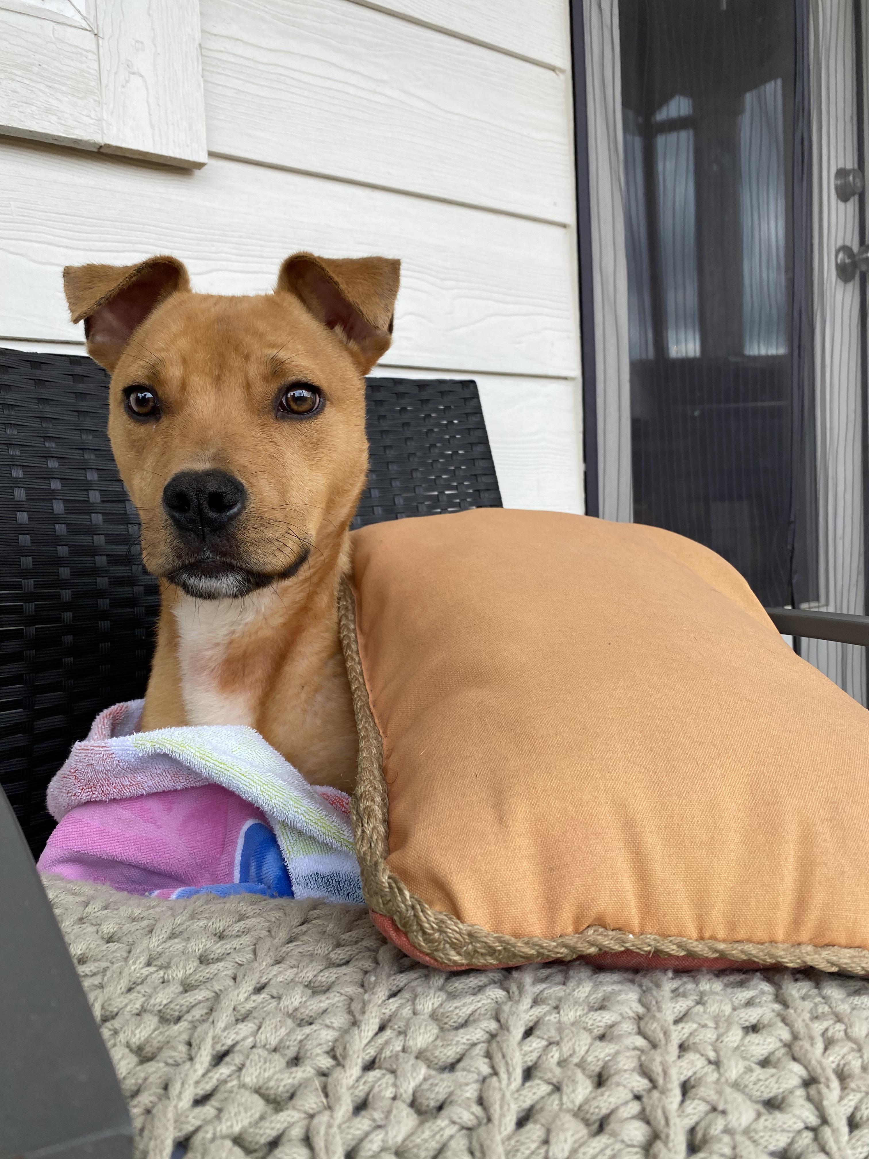 Lost dog found him in construction site in Easton park. Long shot but