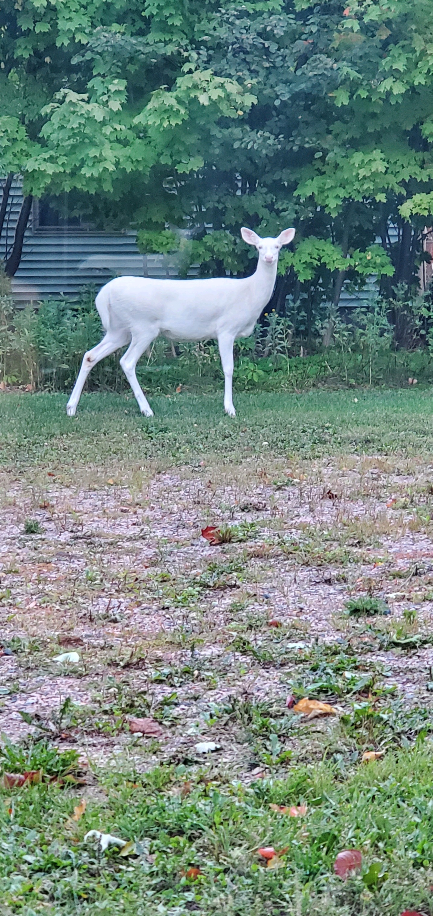 Albino deer in my driveway r/mildlyinteresting