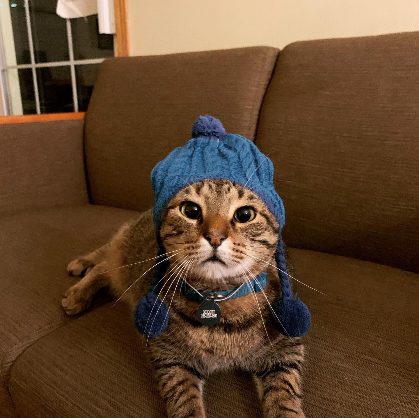 Just another cat in a hat! CatsInHats