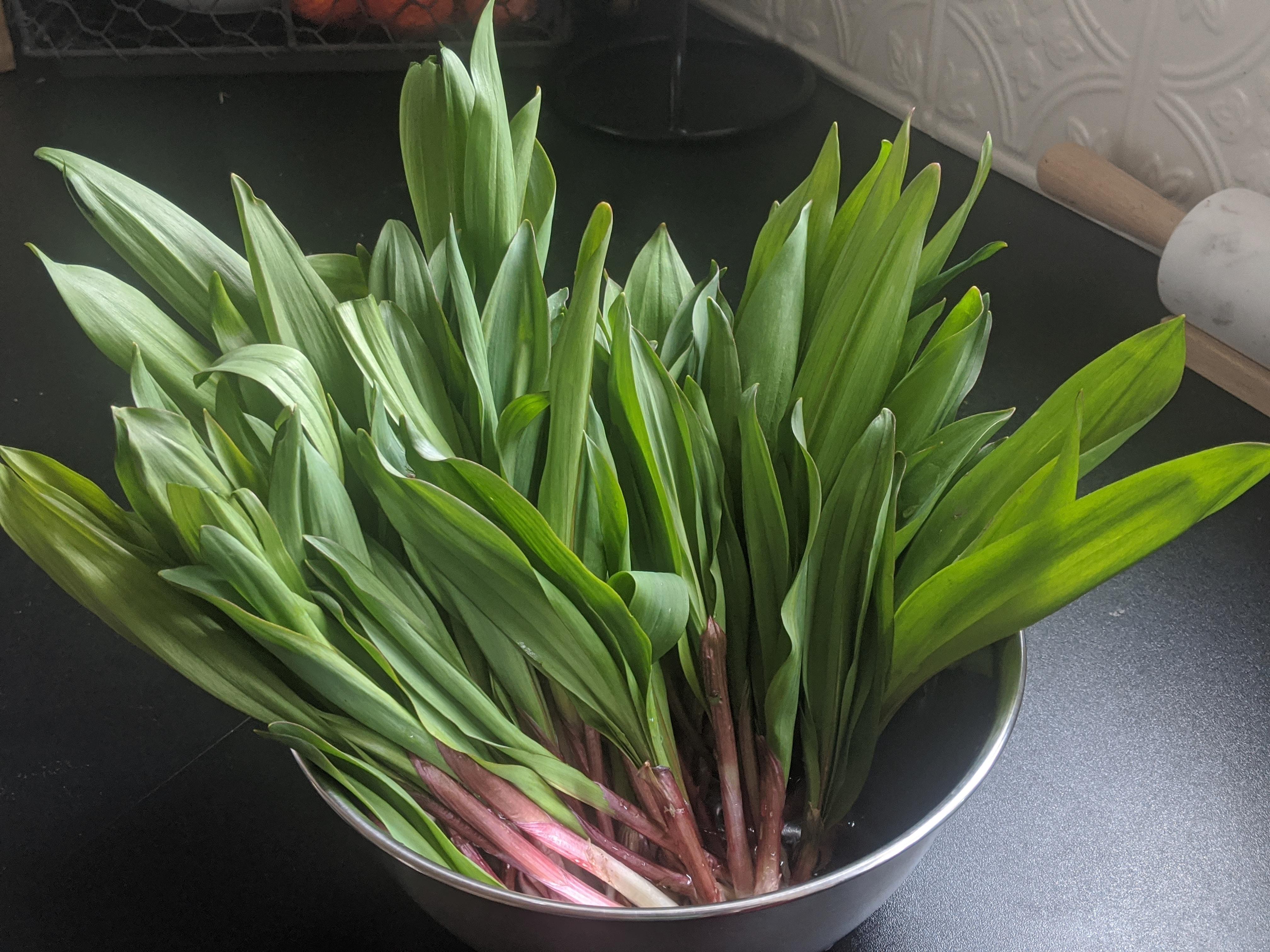 Wild leeks are abundant in eastern WI r/foraging