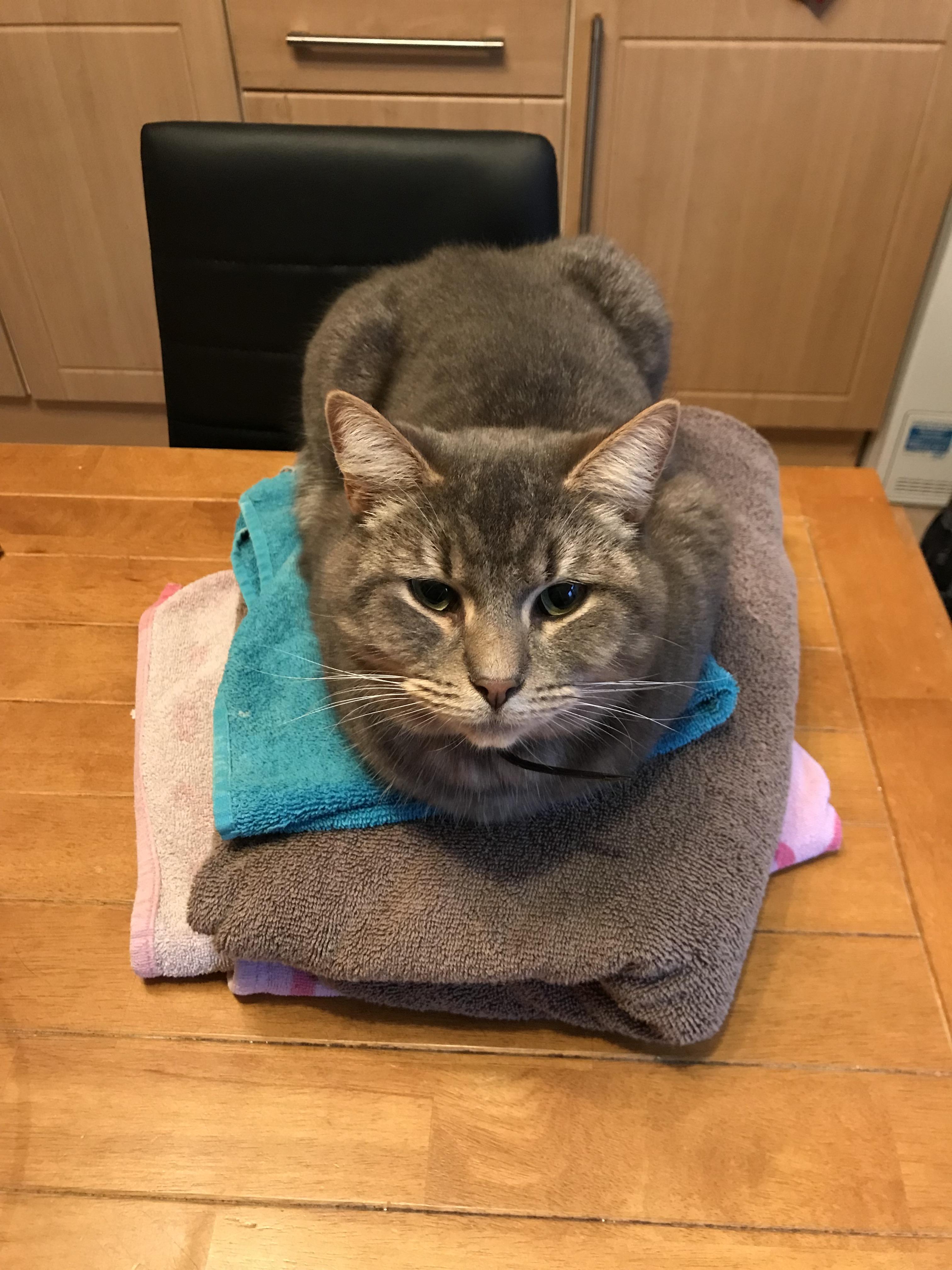 Towel cat. r/aww