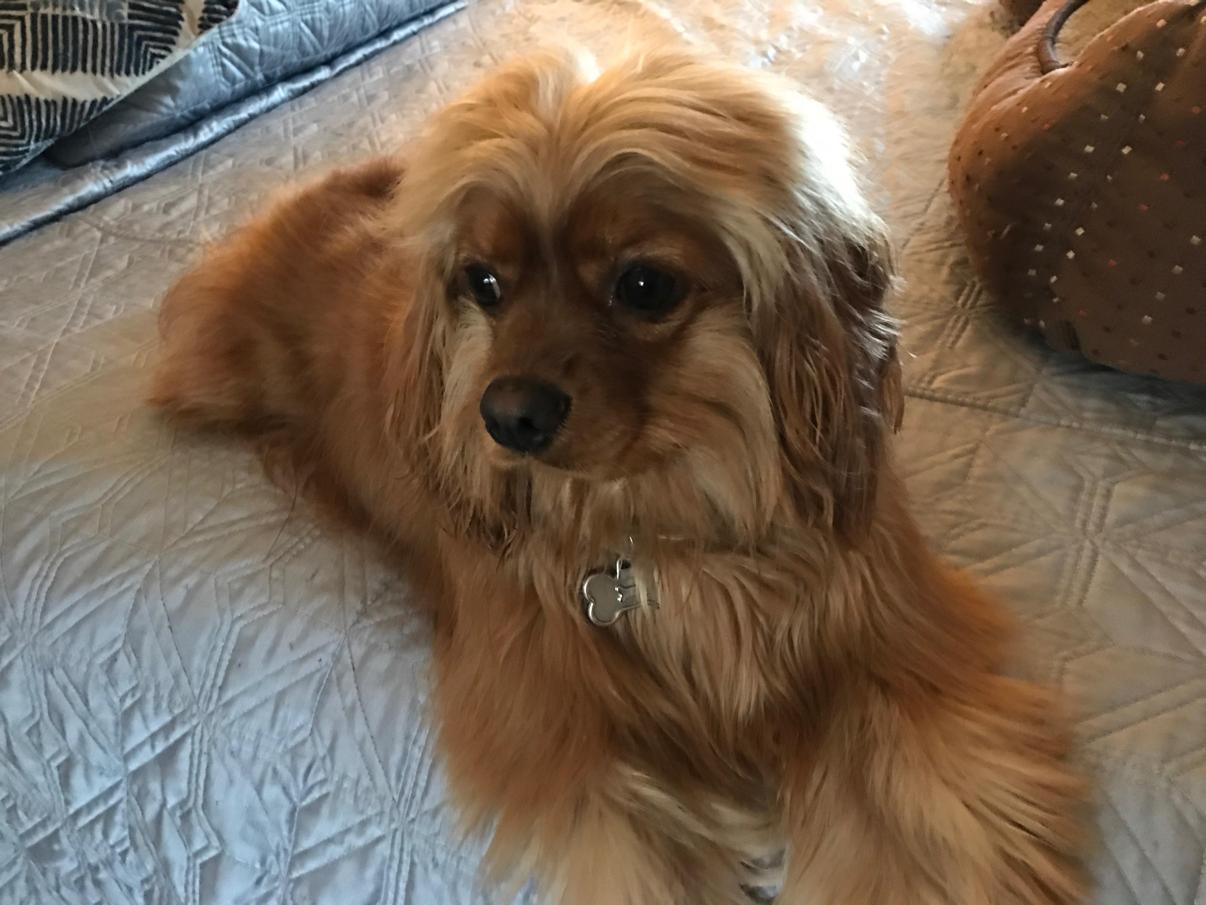 Another pic of my Wookie/Ewok Mystery Pooch cavaliers