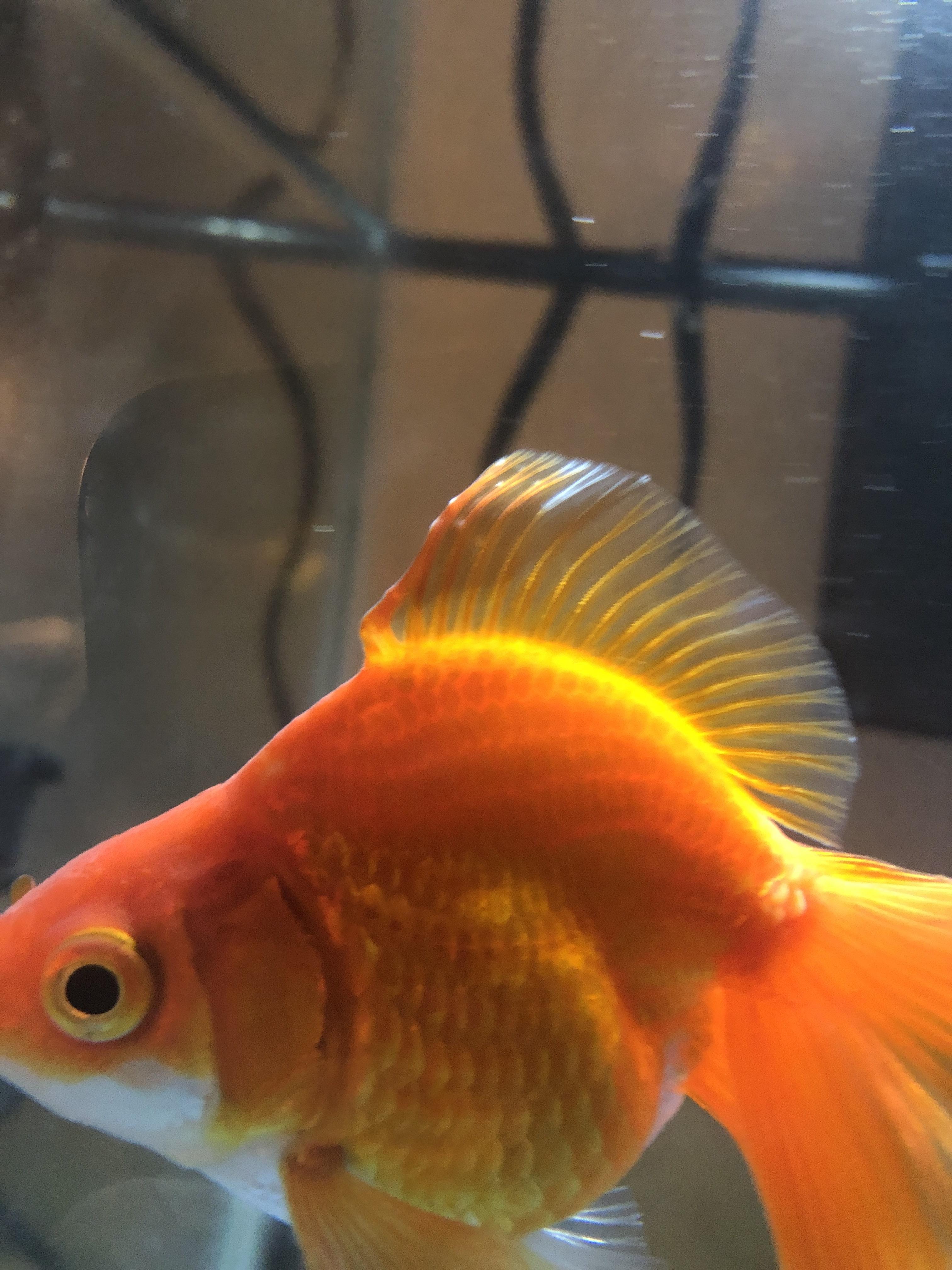 White spots on dorsal fin, issue or non issue? r/Goldfish