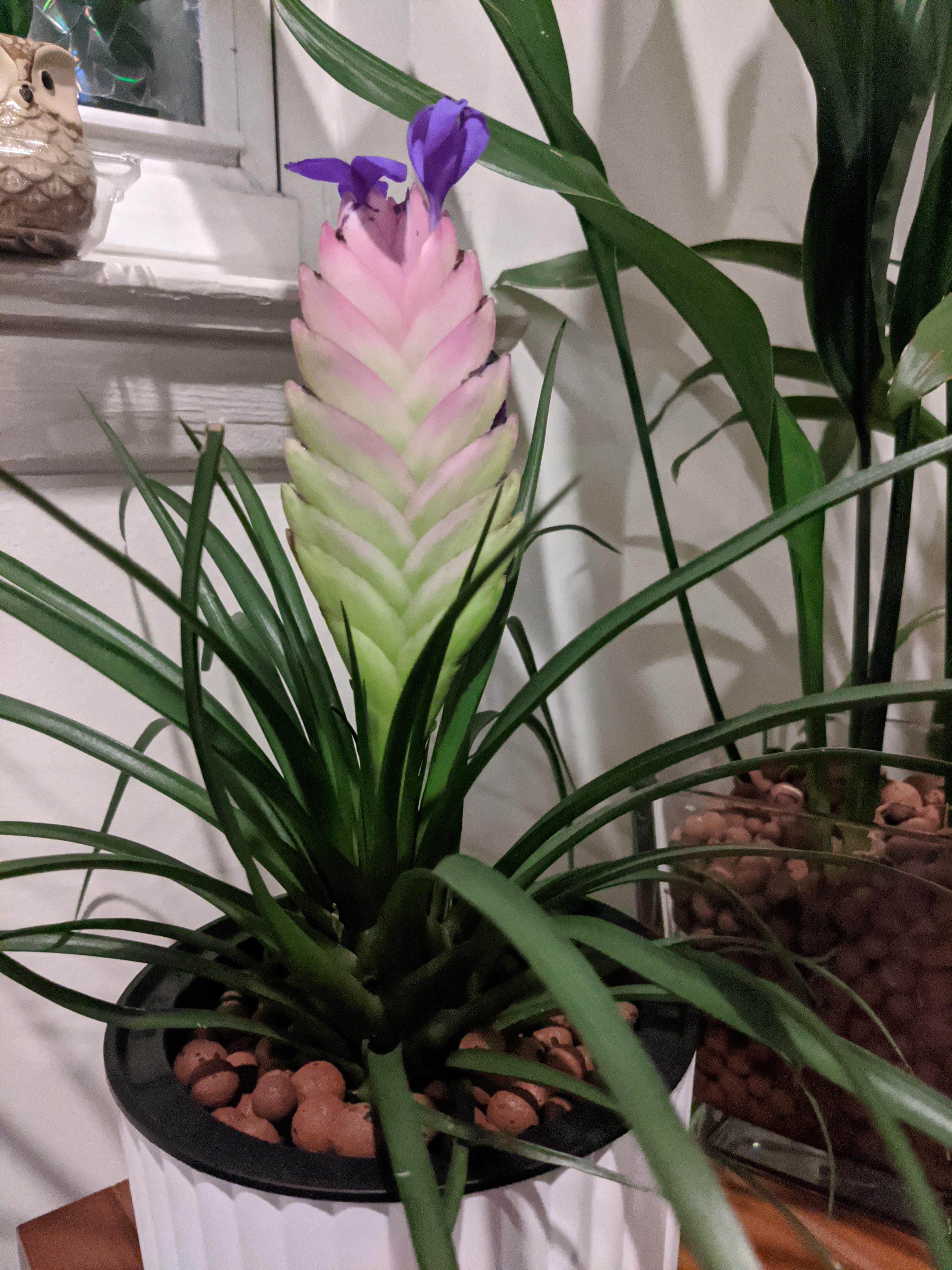 One of the more interesting plants my girlfriend purchased. Definitely