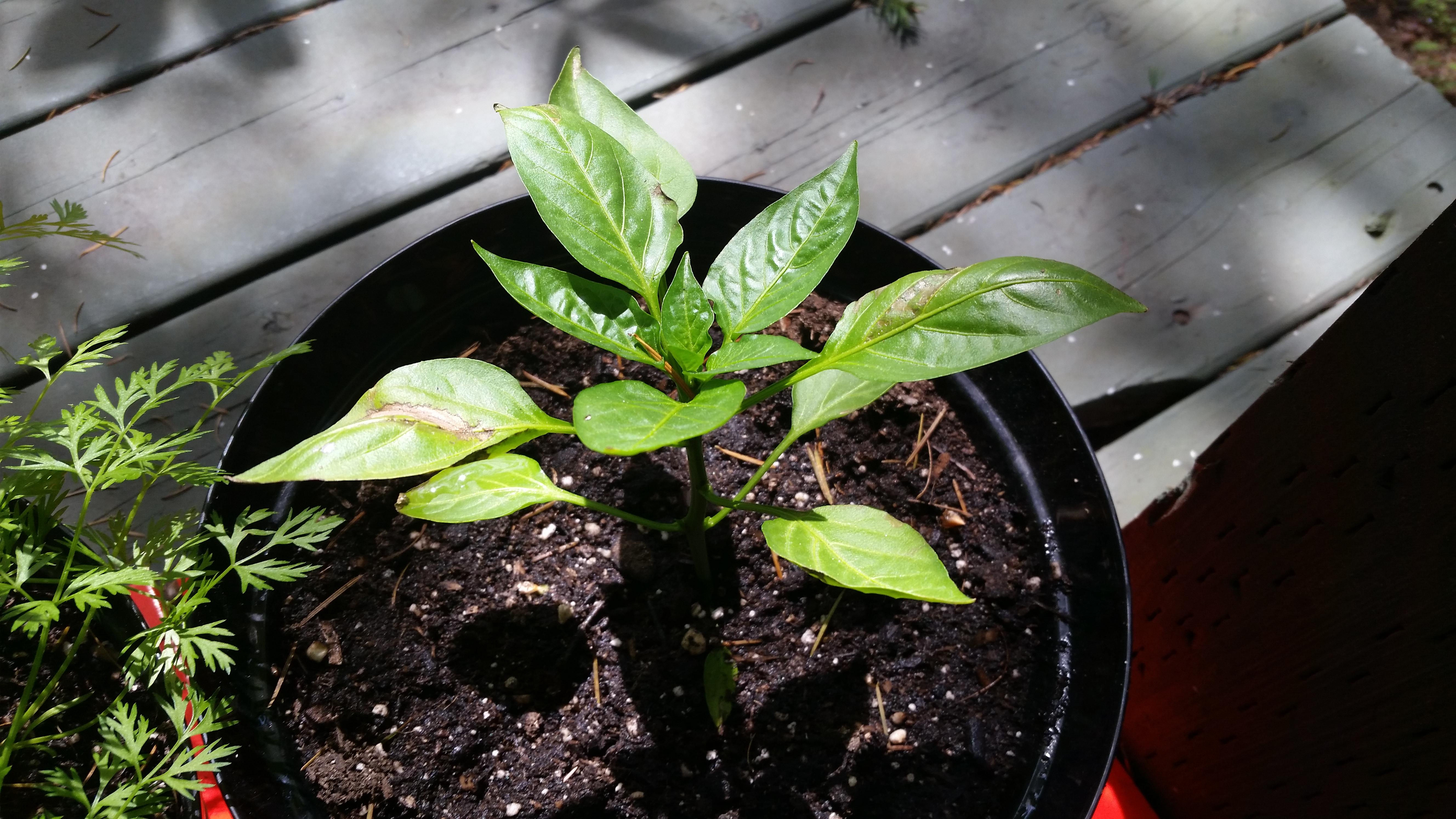 Zone 8a What are these brown spots on my bell pepper plant? r/gardening