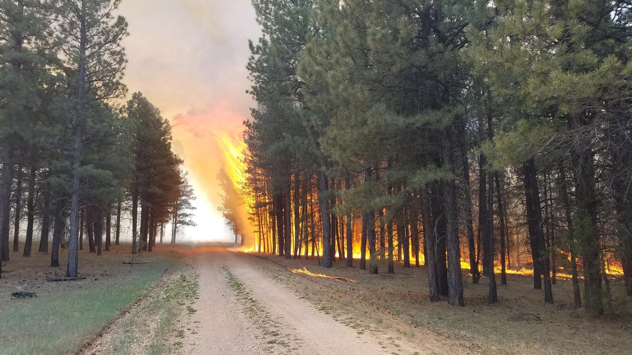 The Mangum Fire in Kaibab National Forest, Arizona r/FirePorn