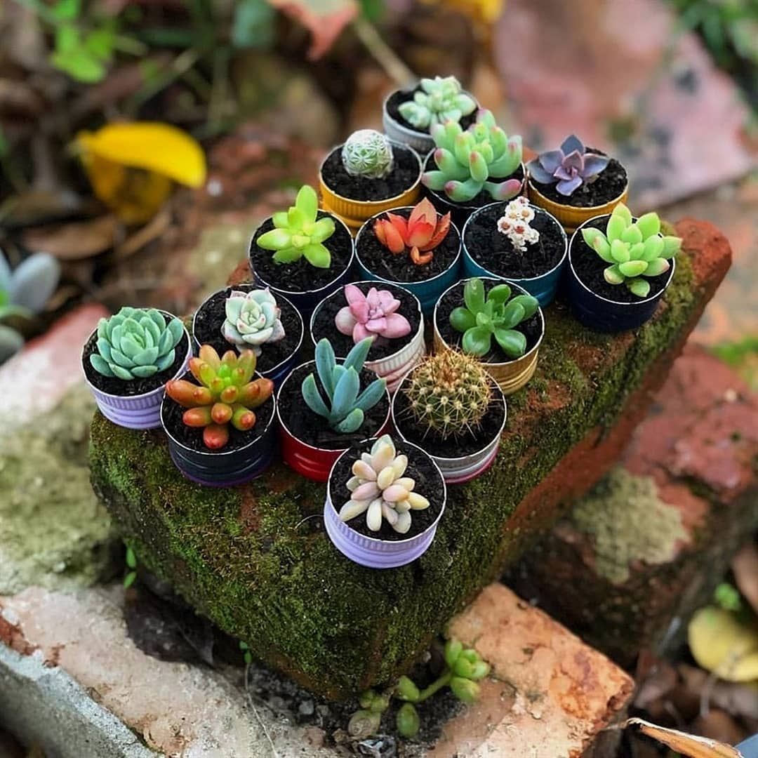 Mini Succulent Arrangement r/succulents