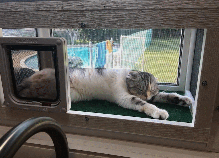 Kitty Peeper Window Patio For Cats r/Mywalletisready