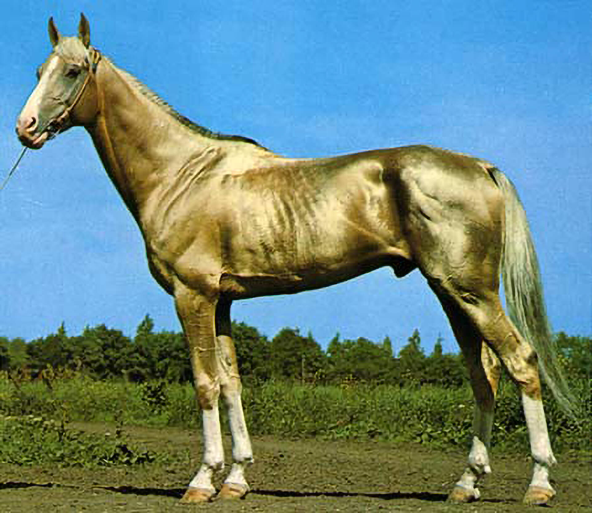 The AkhalTeke "Golden Horse" of Turkmenistan r/Damnthatsinteresting