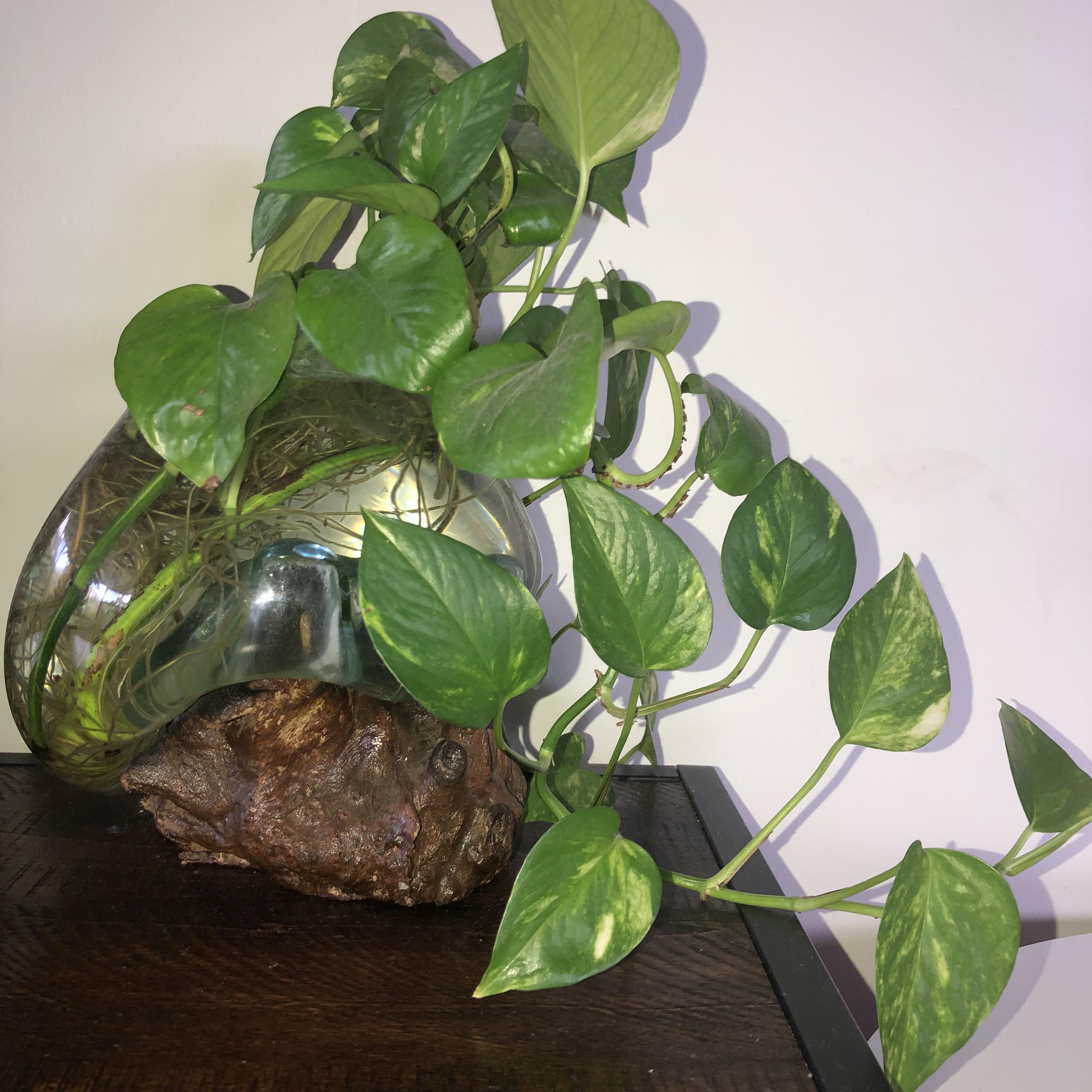My pothos in an old fish tank r/houseplants