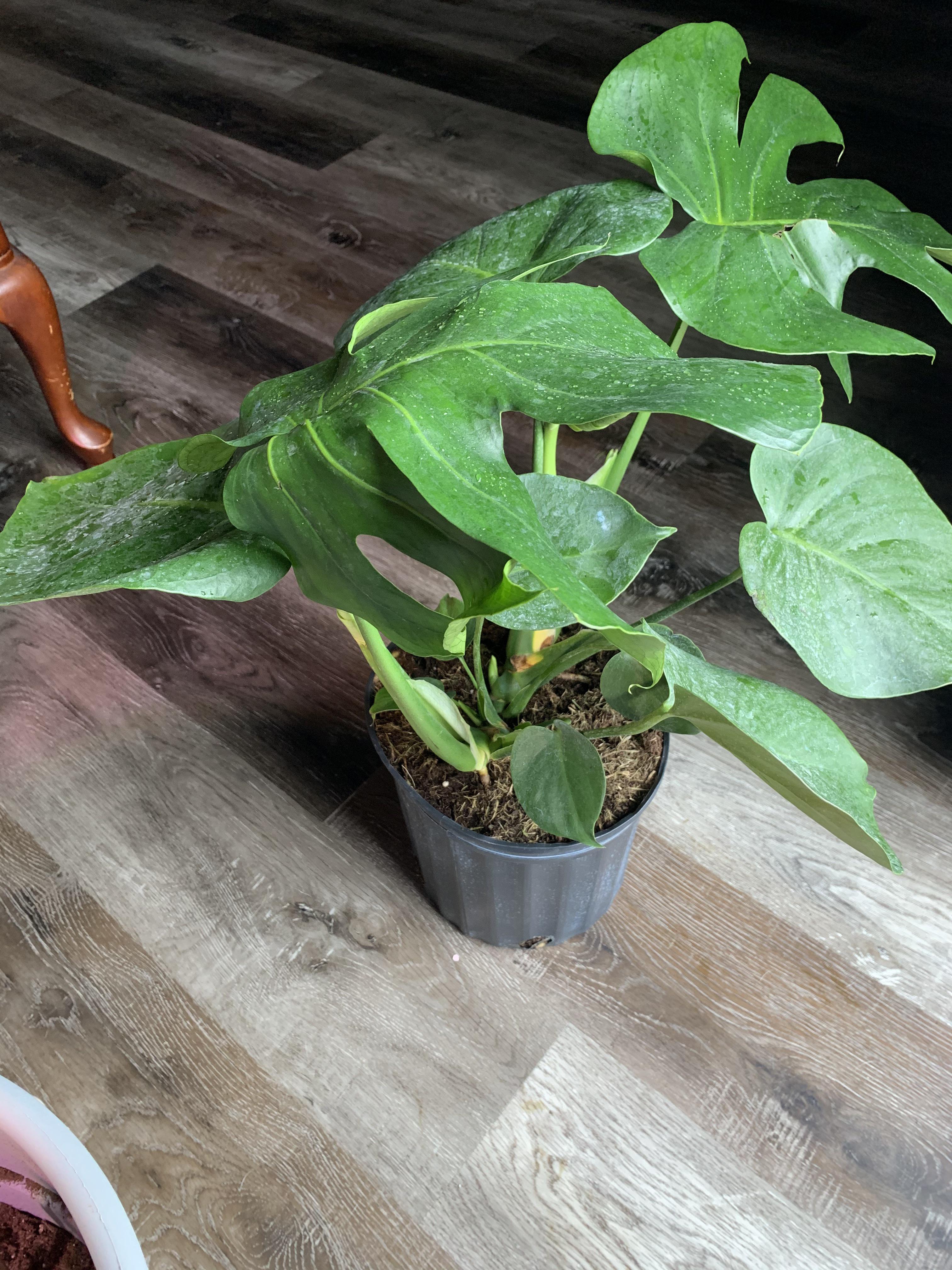 Monstera/ Swiss cheese— look what I found! It’s so big too. I’ve done
