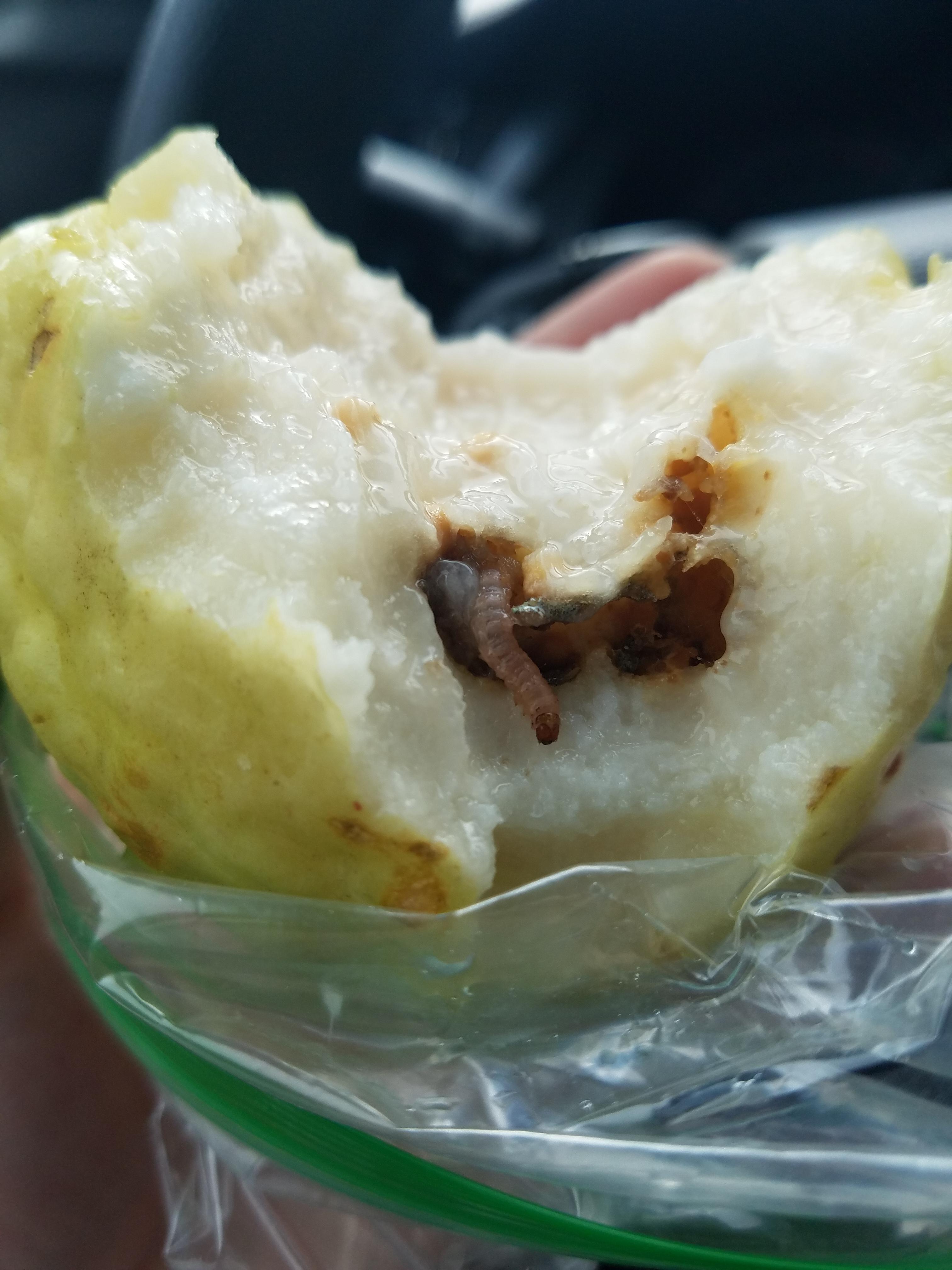 Is it okay to feed fruit fly larvae to bettas? Just found this bugger in the guava I was eating