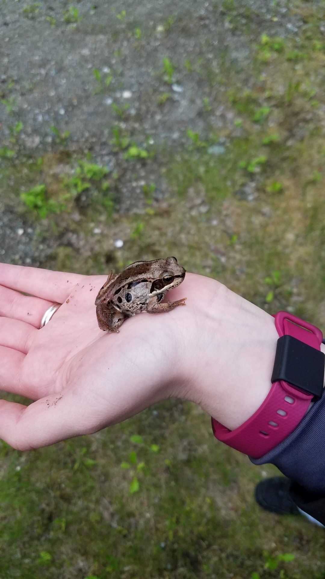 This is Rana sylvatica, a wood frog, the only frog that lives above the