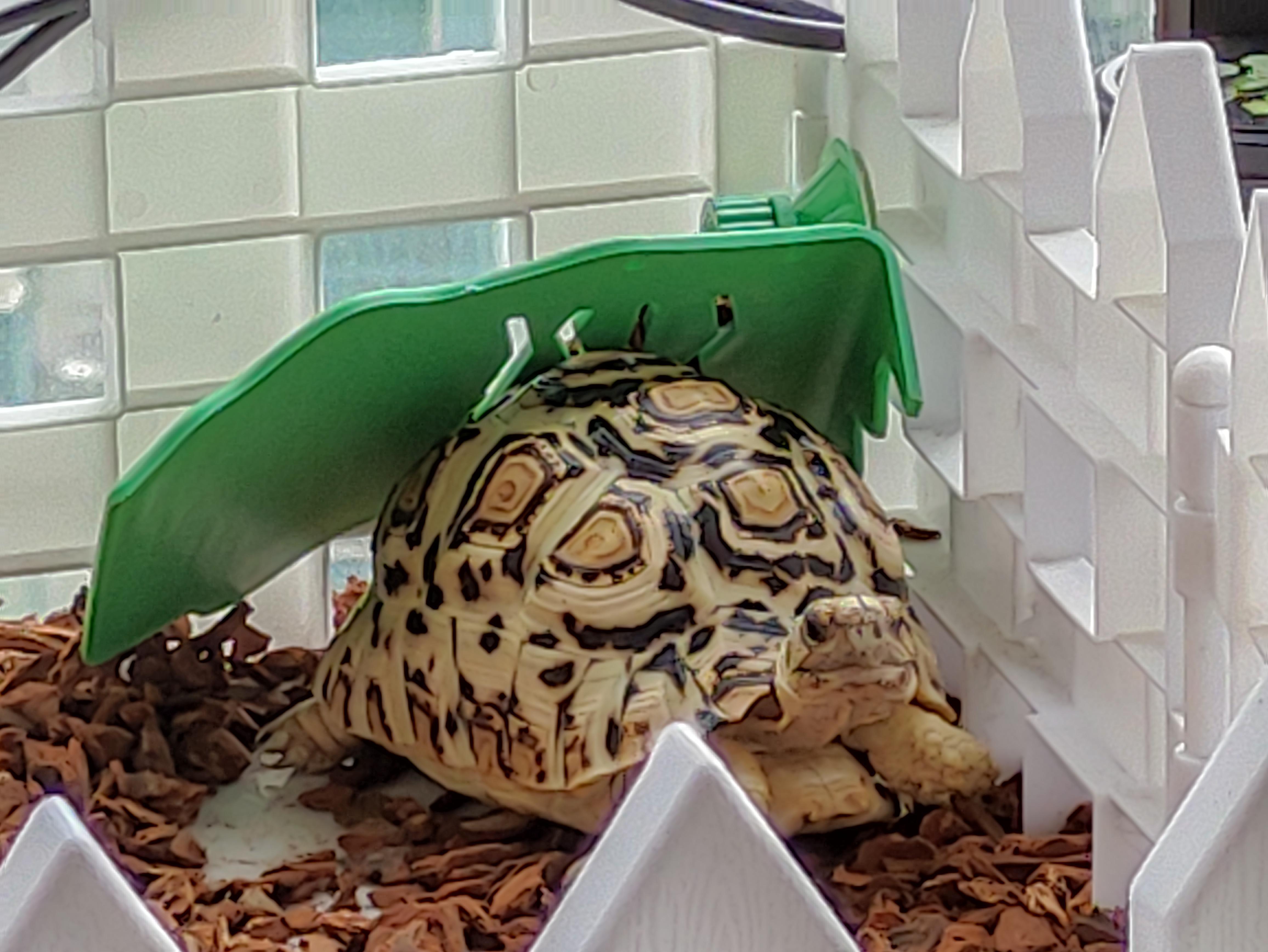 My 2 year old tortoise used a ramp as a blanket. Look at her face sooo