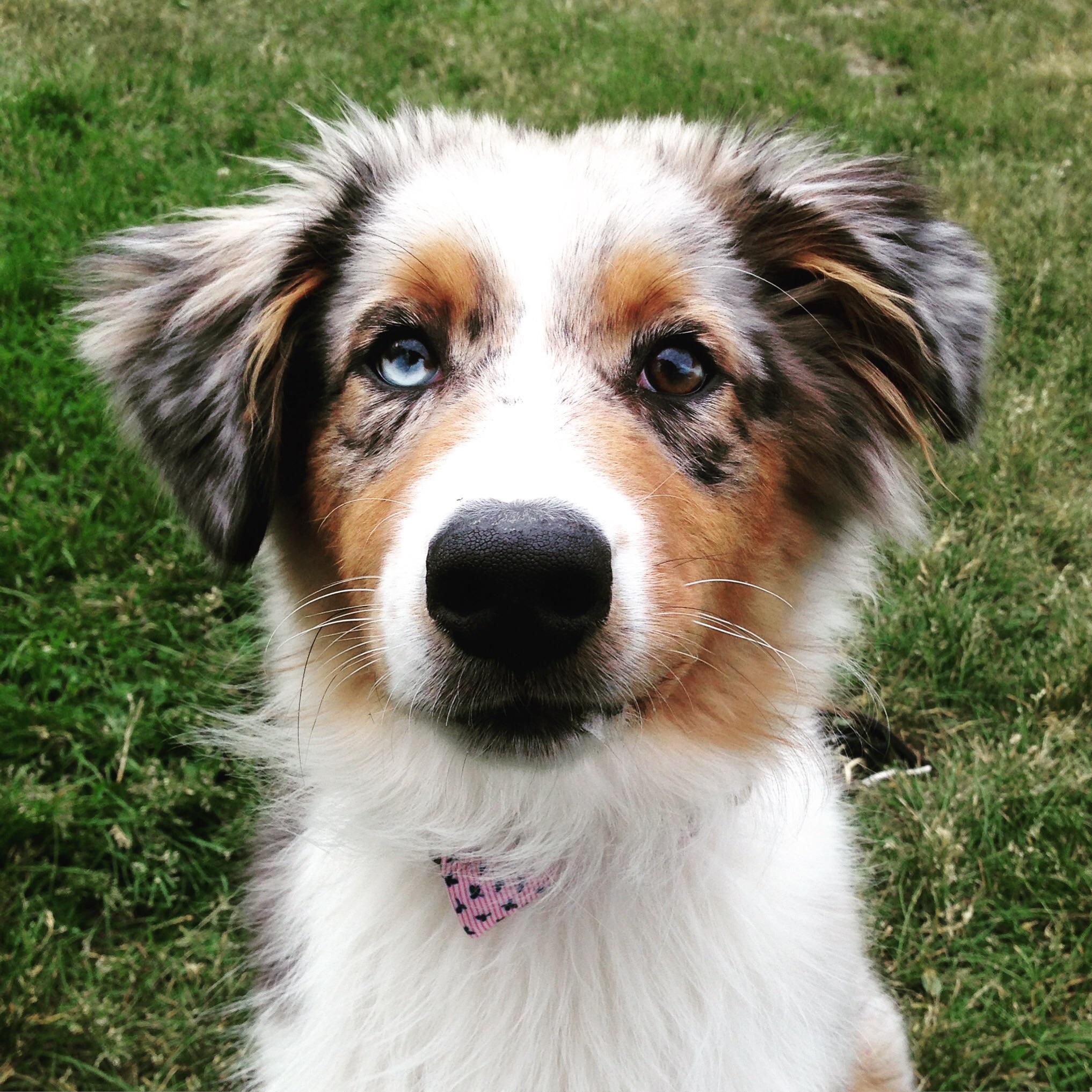 One half blue eyed Australian shepherd puppy! dogpictures