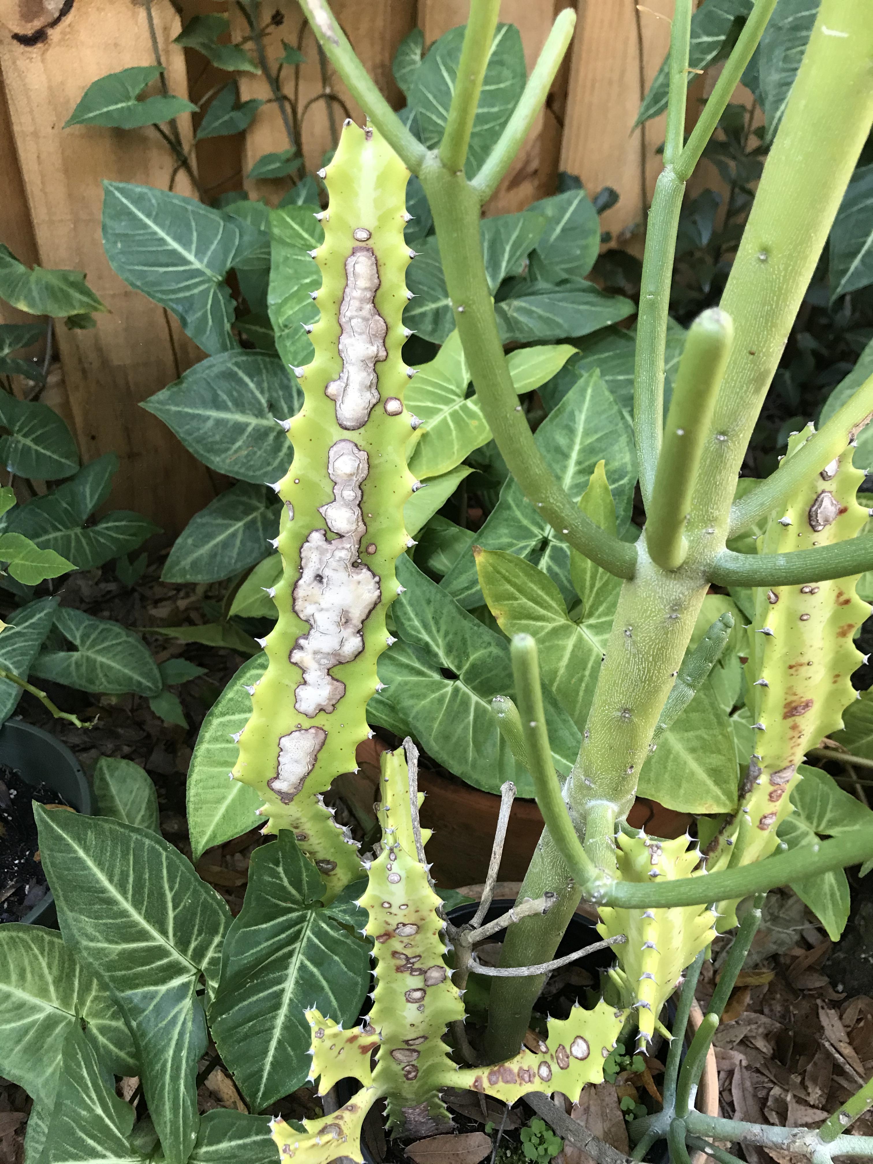 What’s wrong with my cactus? These white spot showed up a couple of months ago and is spreading