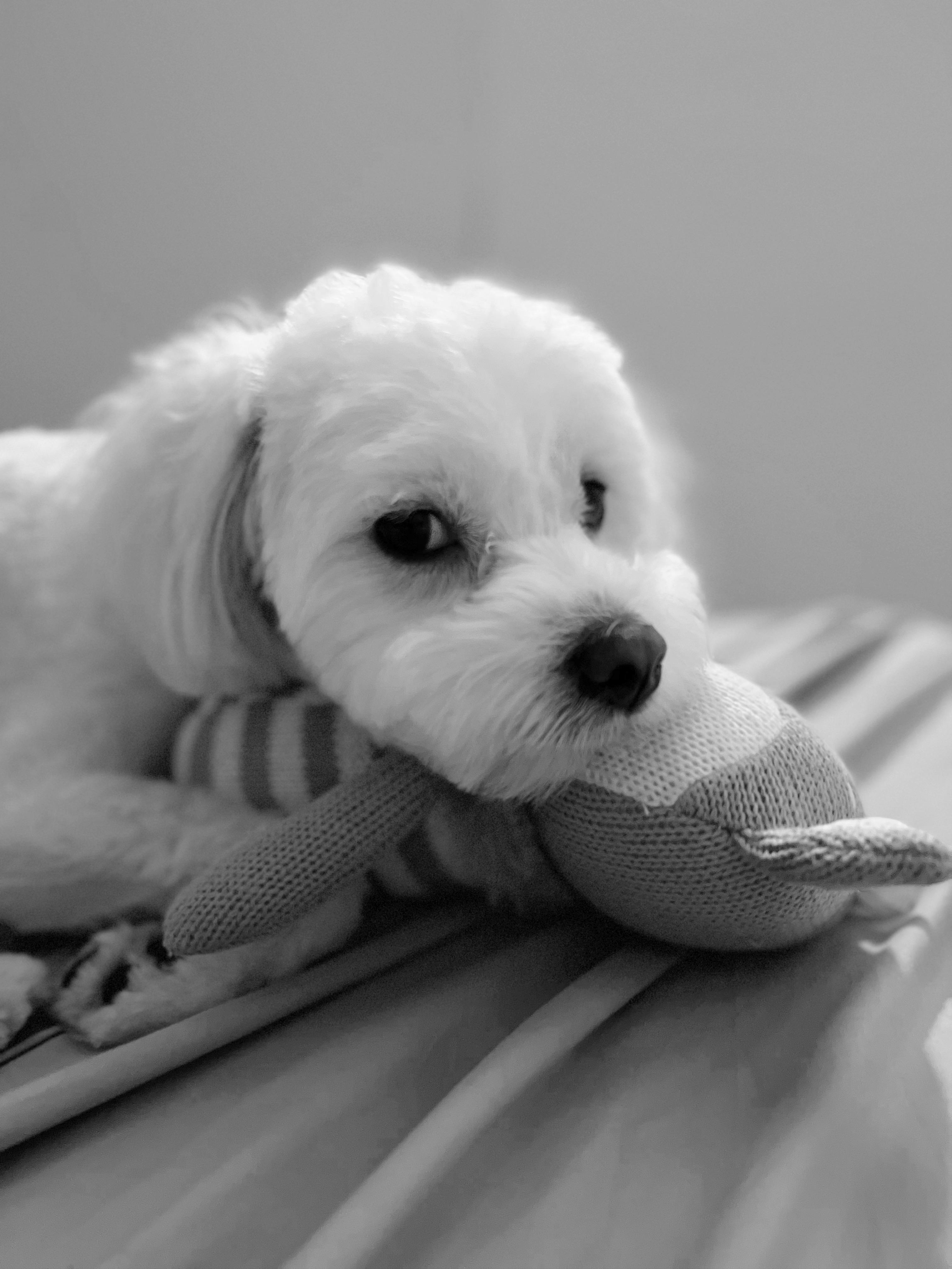Ready for bed 🛌 💤 💭 r/Maltipoo