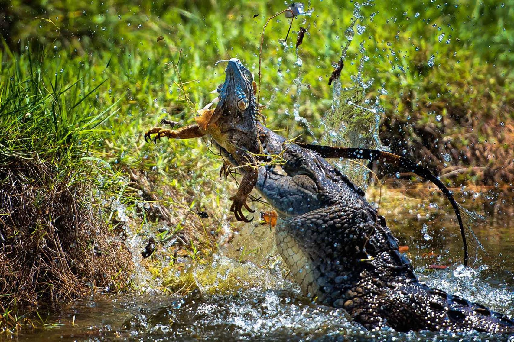 American Alligator killing an invasive Green Iguana in Florida r