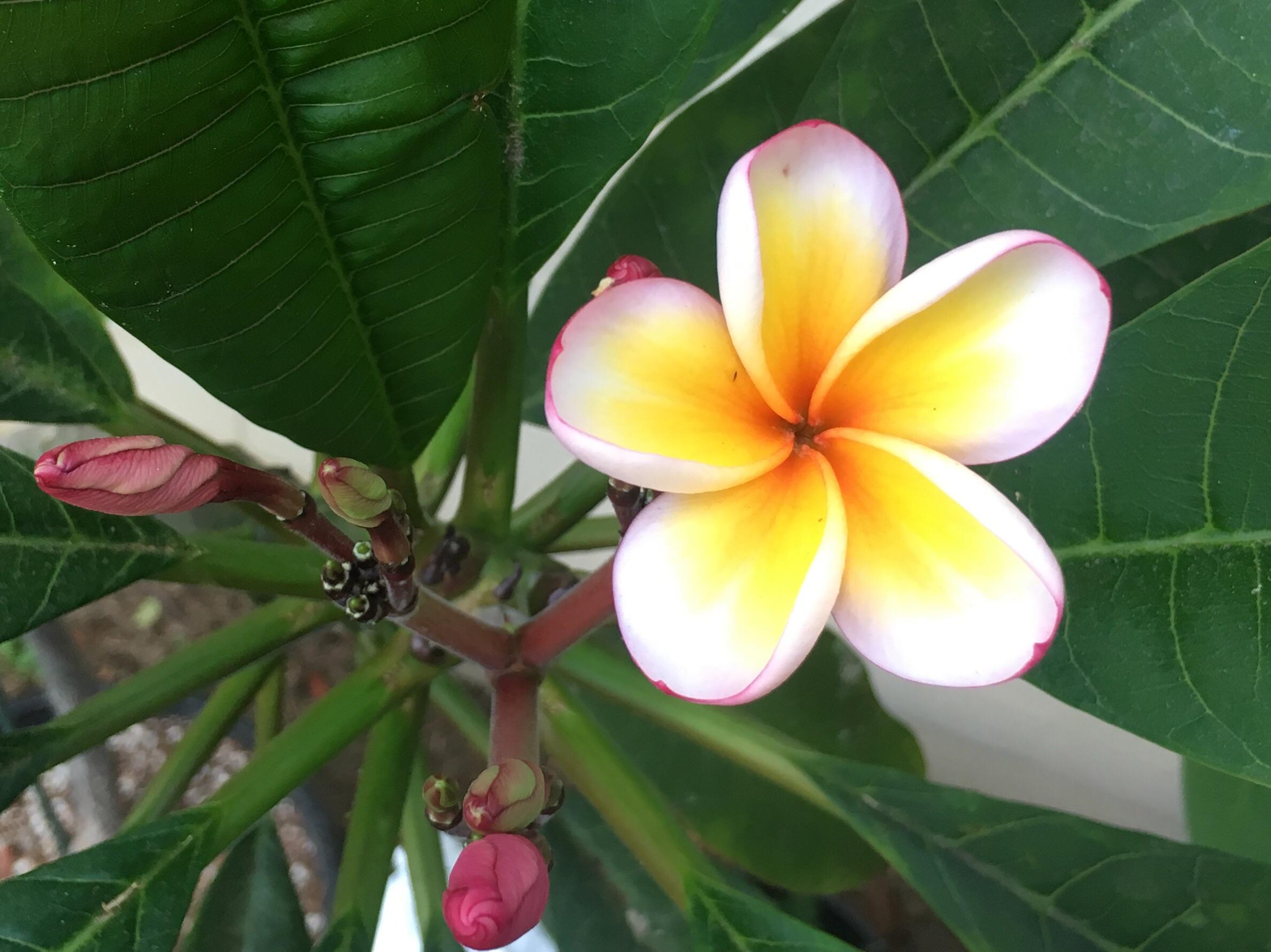 Grown from seed. First bloom! r/Plumeria