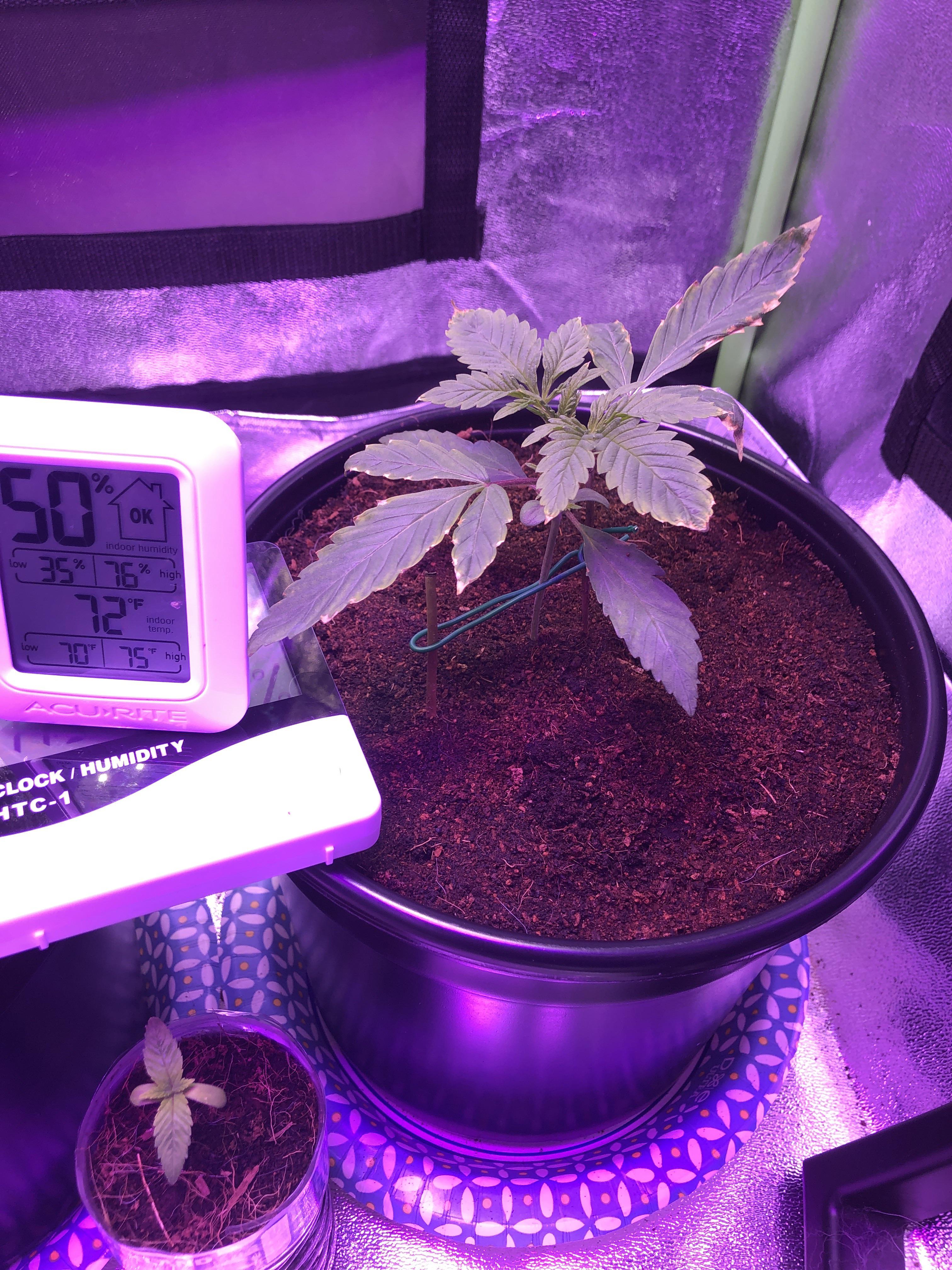 Was wondering why my plant looks like this? Too much light intensity