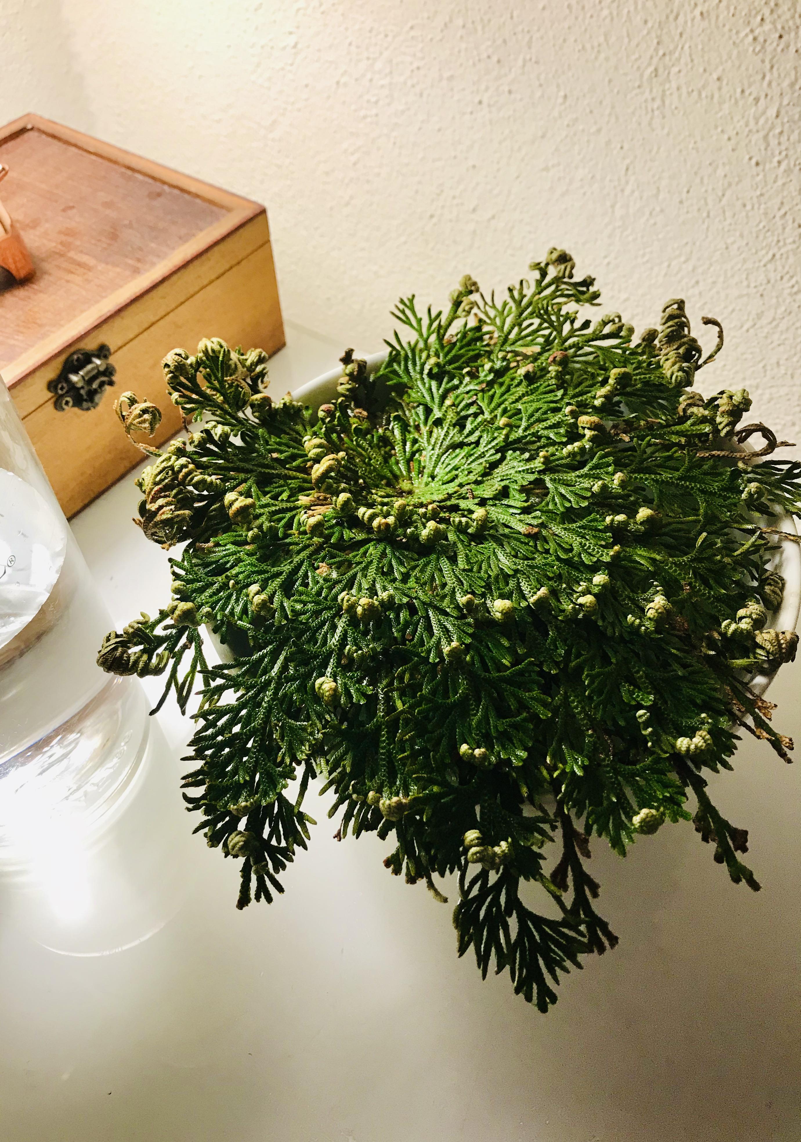 Unfurled rose of Jericho 🌹 smells like a forest in here! r/houseplants