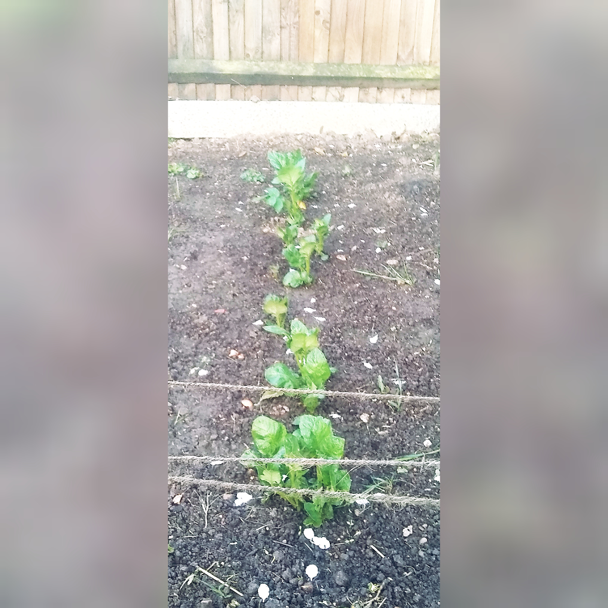 Potatoes starting to sprout! r/gardening