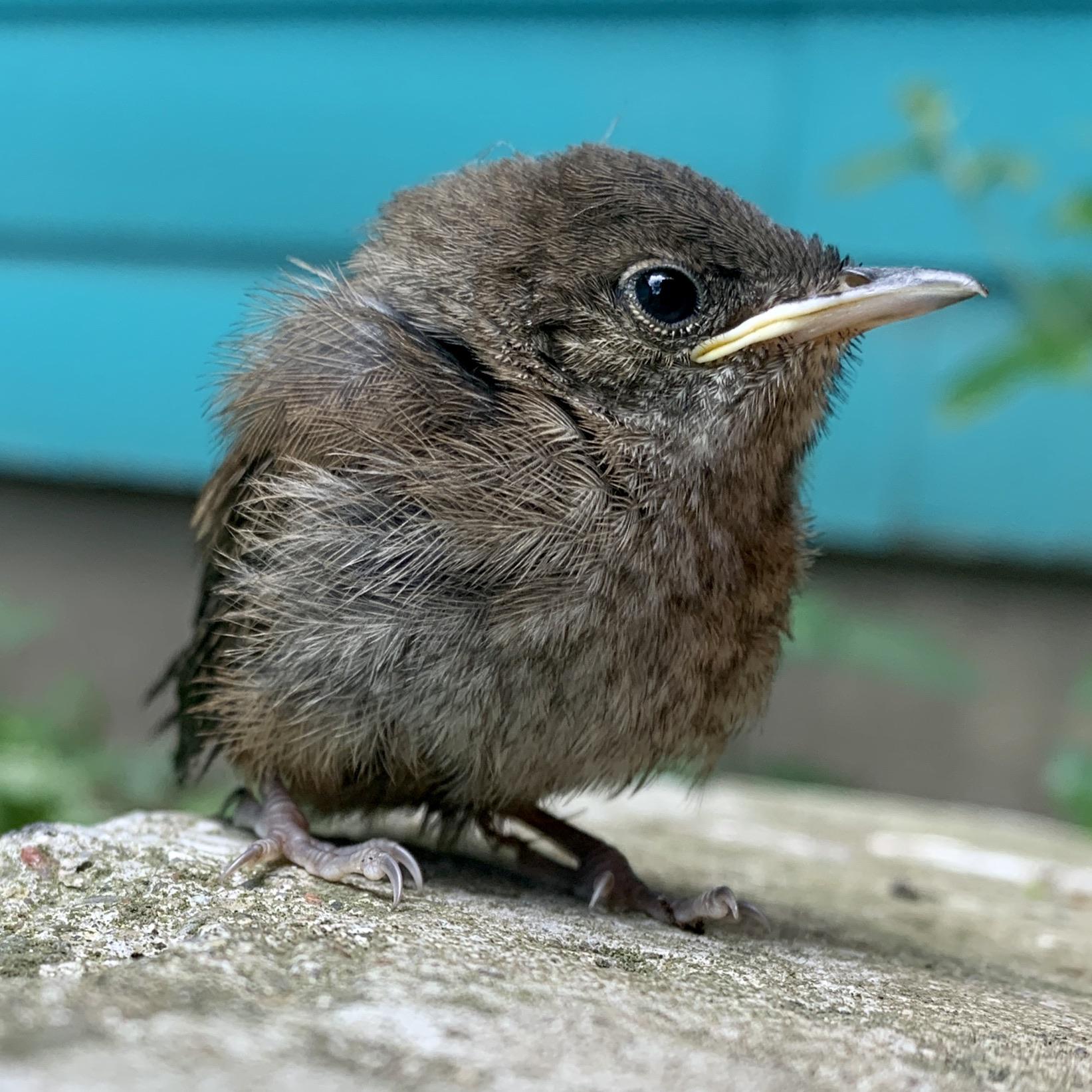 House Wren fledging r/birding