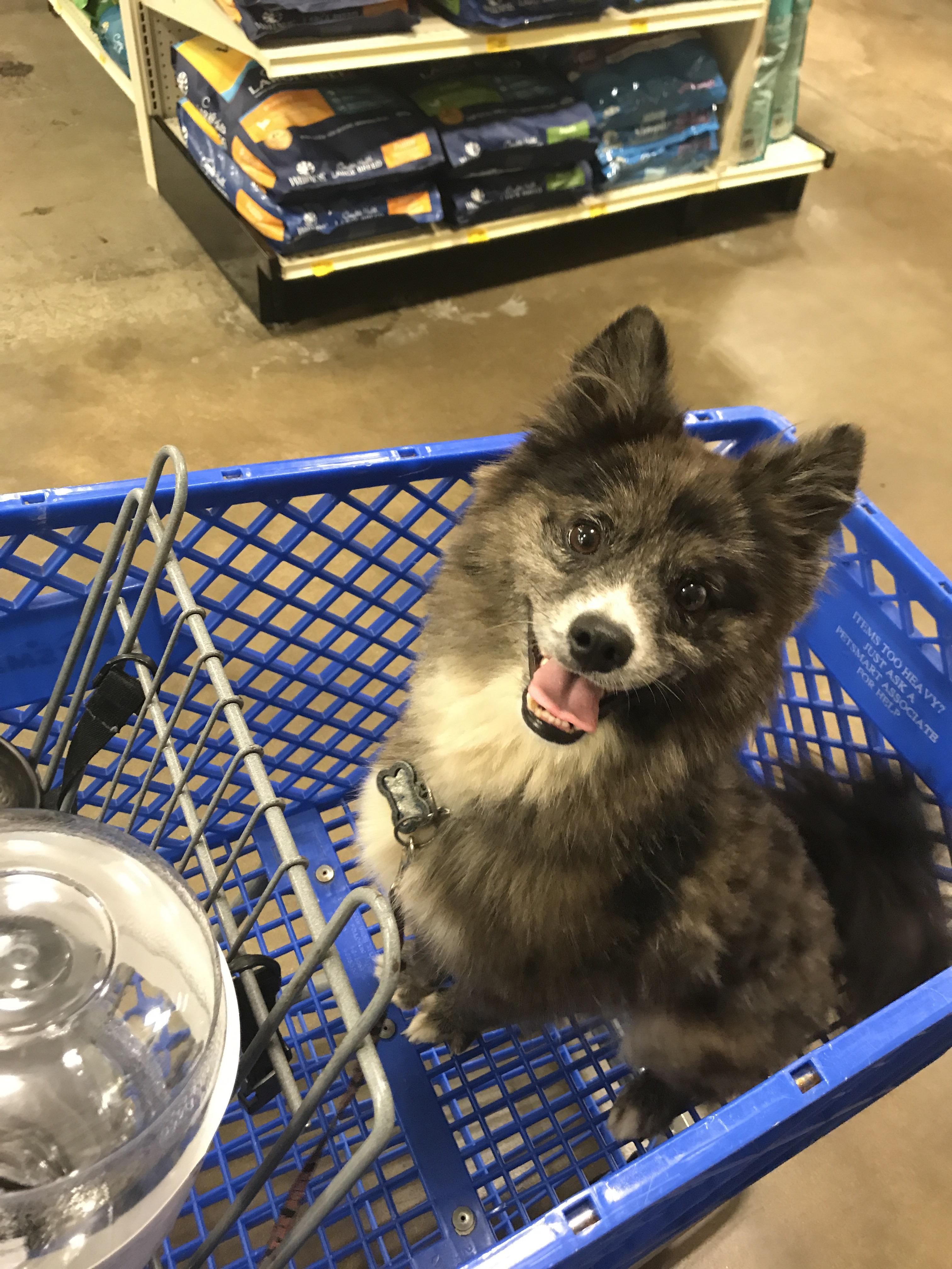 My new puppy was so excited for his trip to petsmart. r/aww
