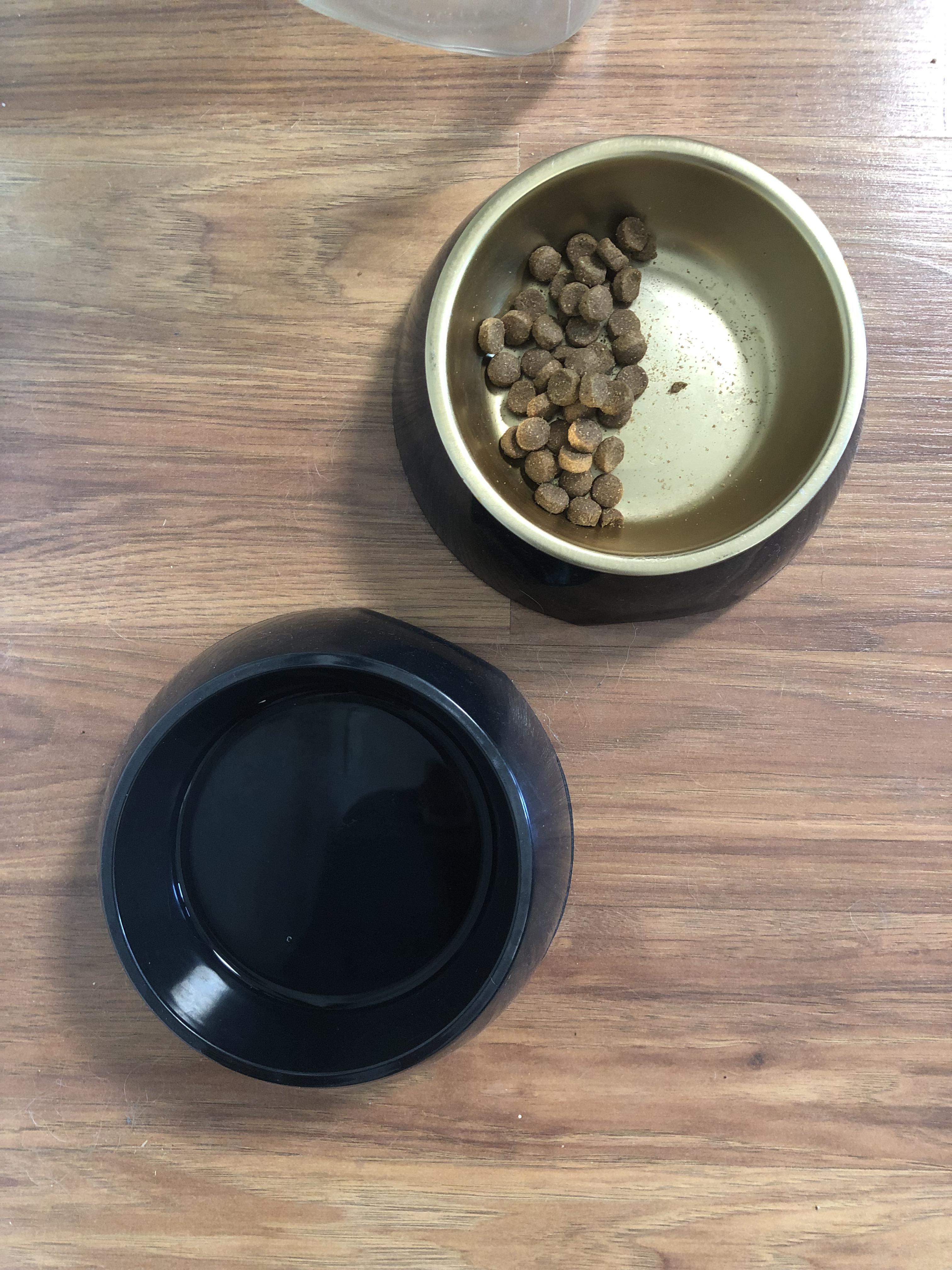 Why Does My Dog Circle His Food