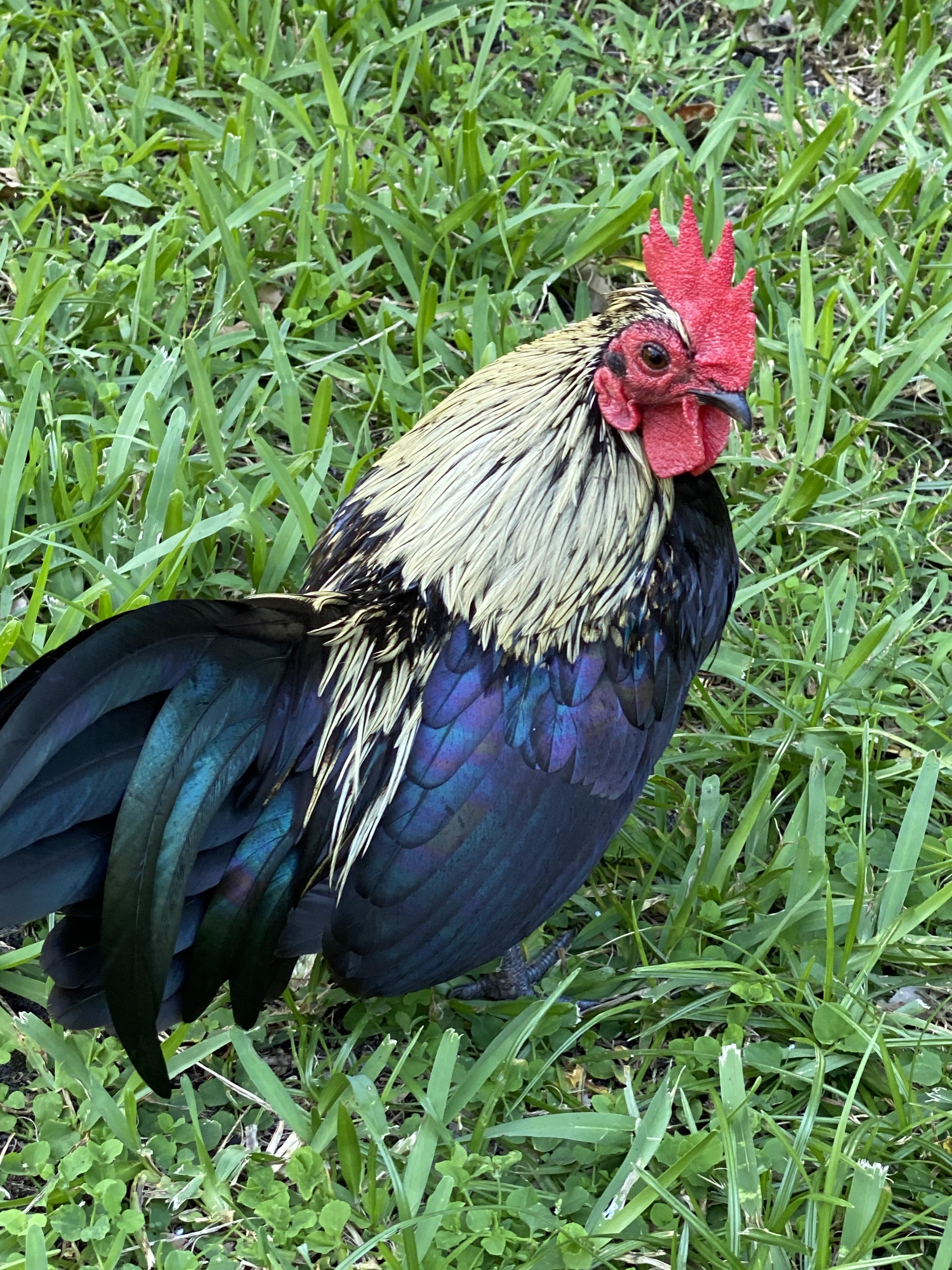 My pet Rooster Pepe r/rooster